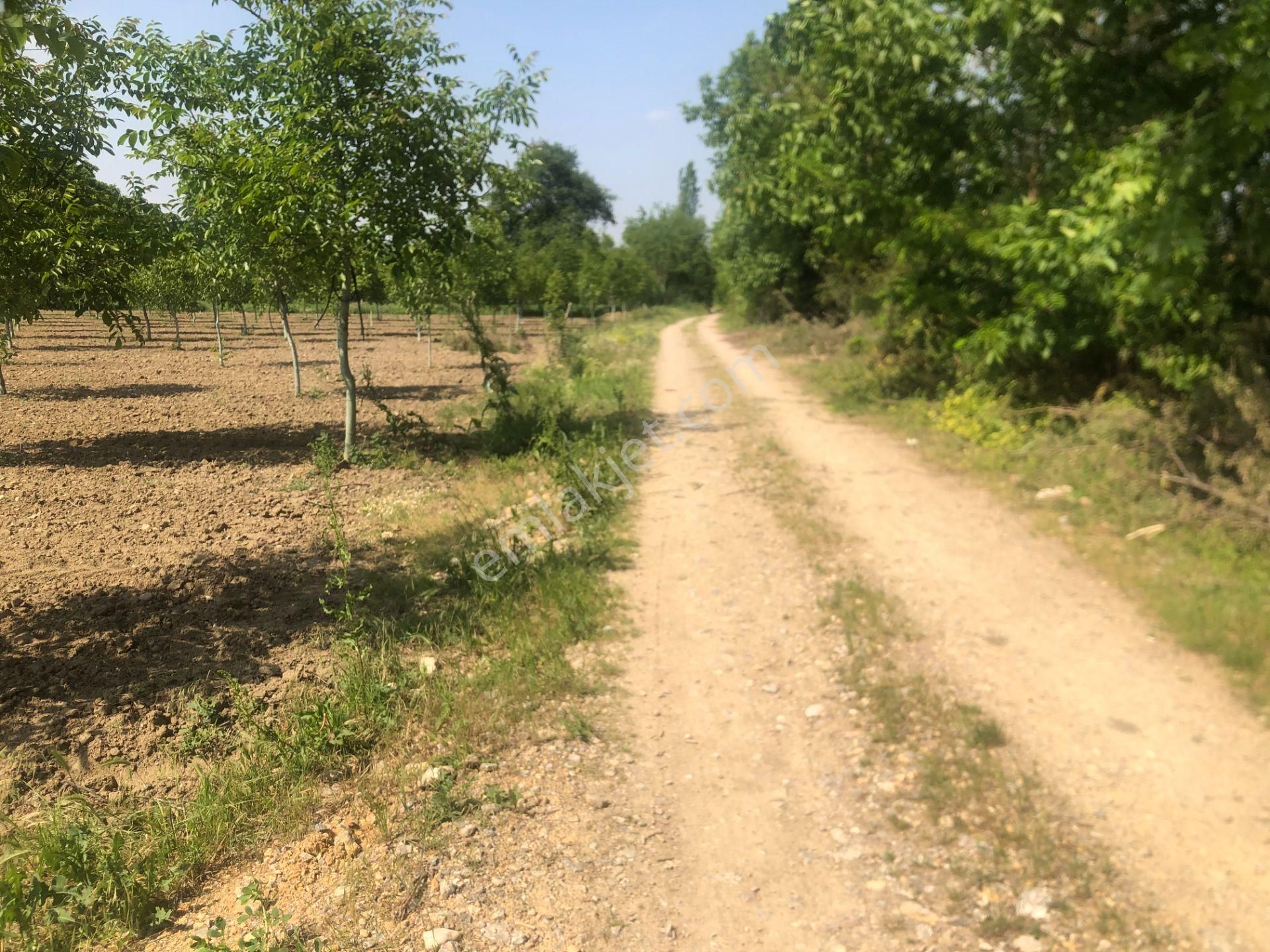 Altınbaş Emlak'tan Alibeyköy'de Satılık Ceviz Bahçesi - Görsel 5