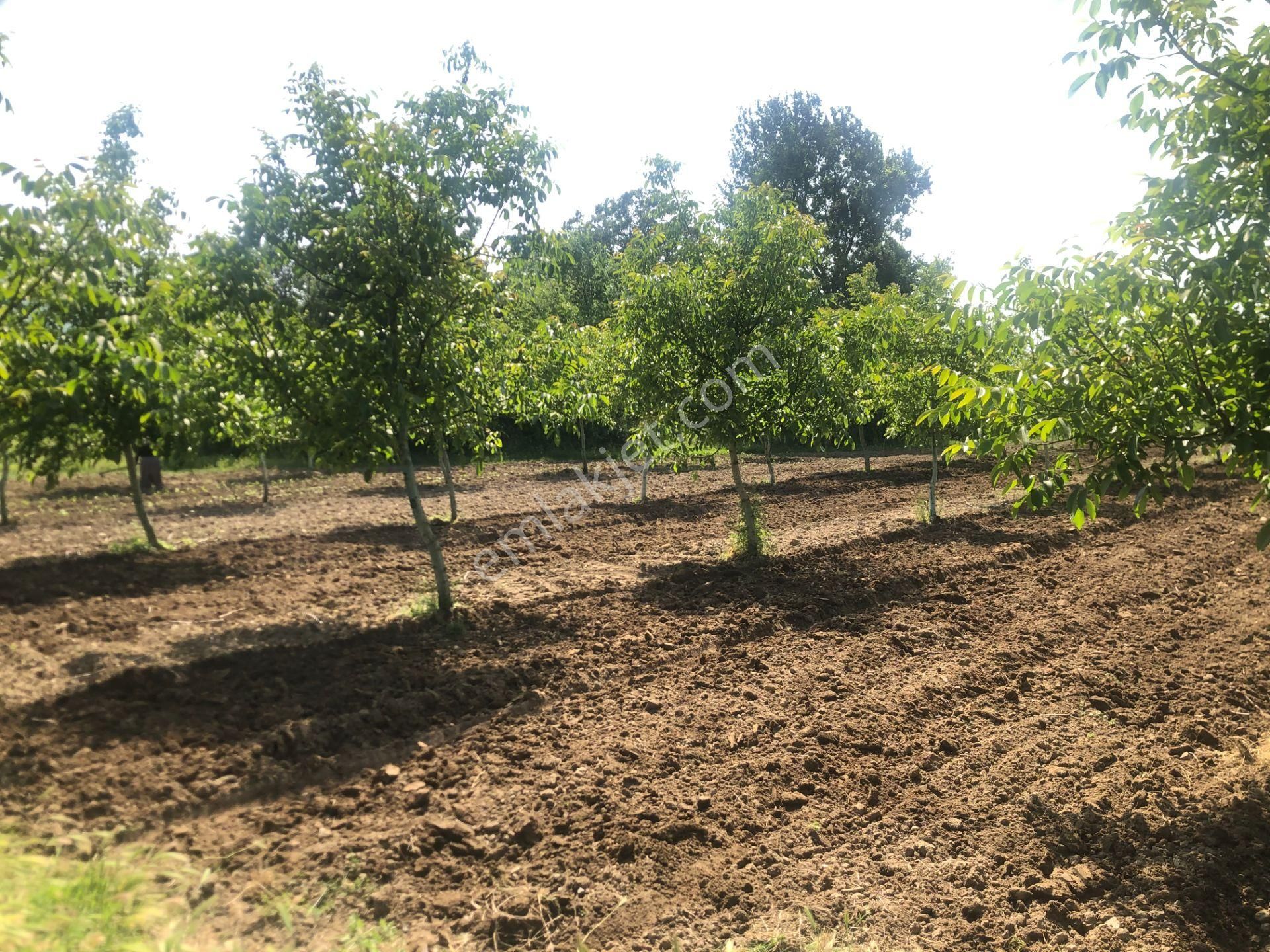 Altınbaş Emlak'tan Alibeyköy'de Satılık Ceviz Bahçesi - Görsel 6