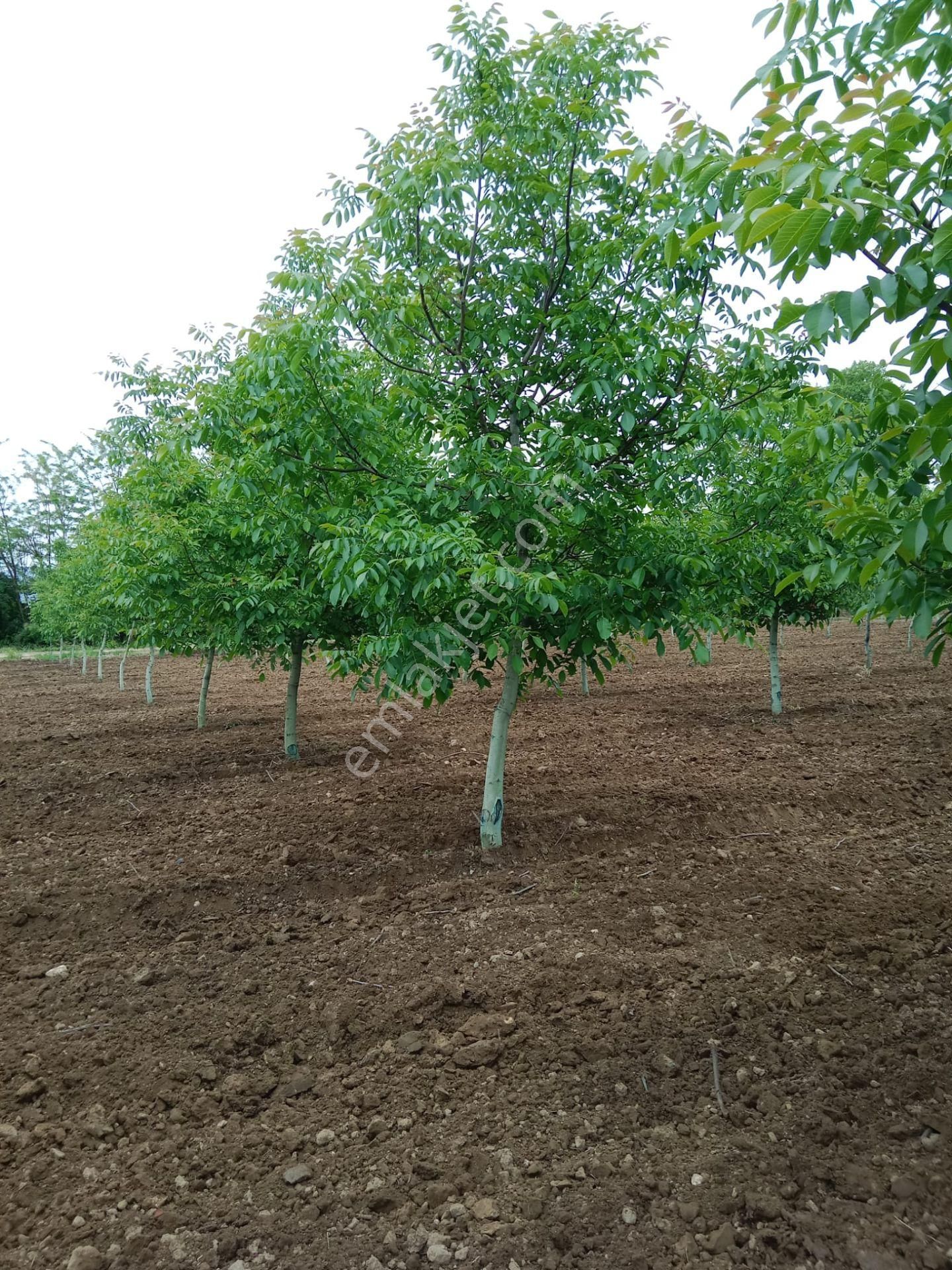 Altınbaş Emlak'tan Alibeyköy'de Satılık Ceviz Bahçesi - Görsel 8