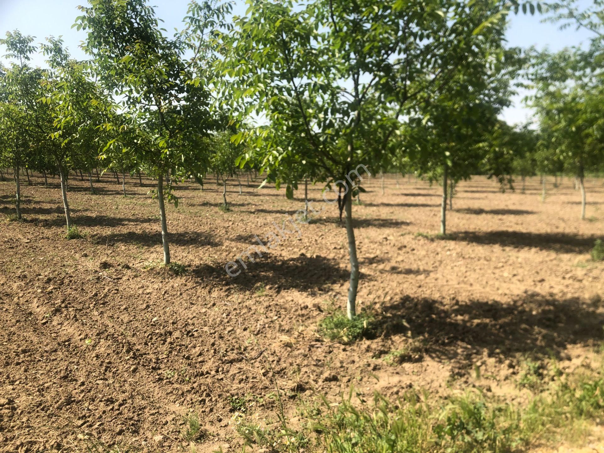 Altınbaş Emlak'tan Alibeyköy'de Satılık Ceviz Bahçesi - Görsel 9