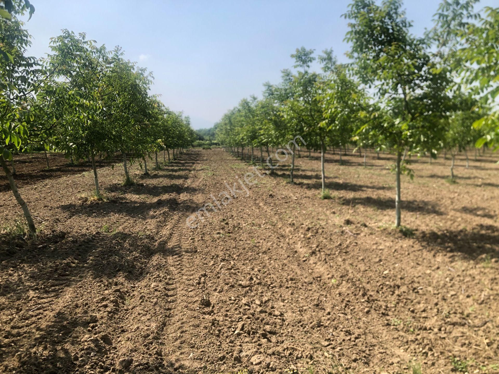 Altınbaş Emlak'tan Alibeyköy'de Satılık Ceviz Bahçesi - Görsel 4