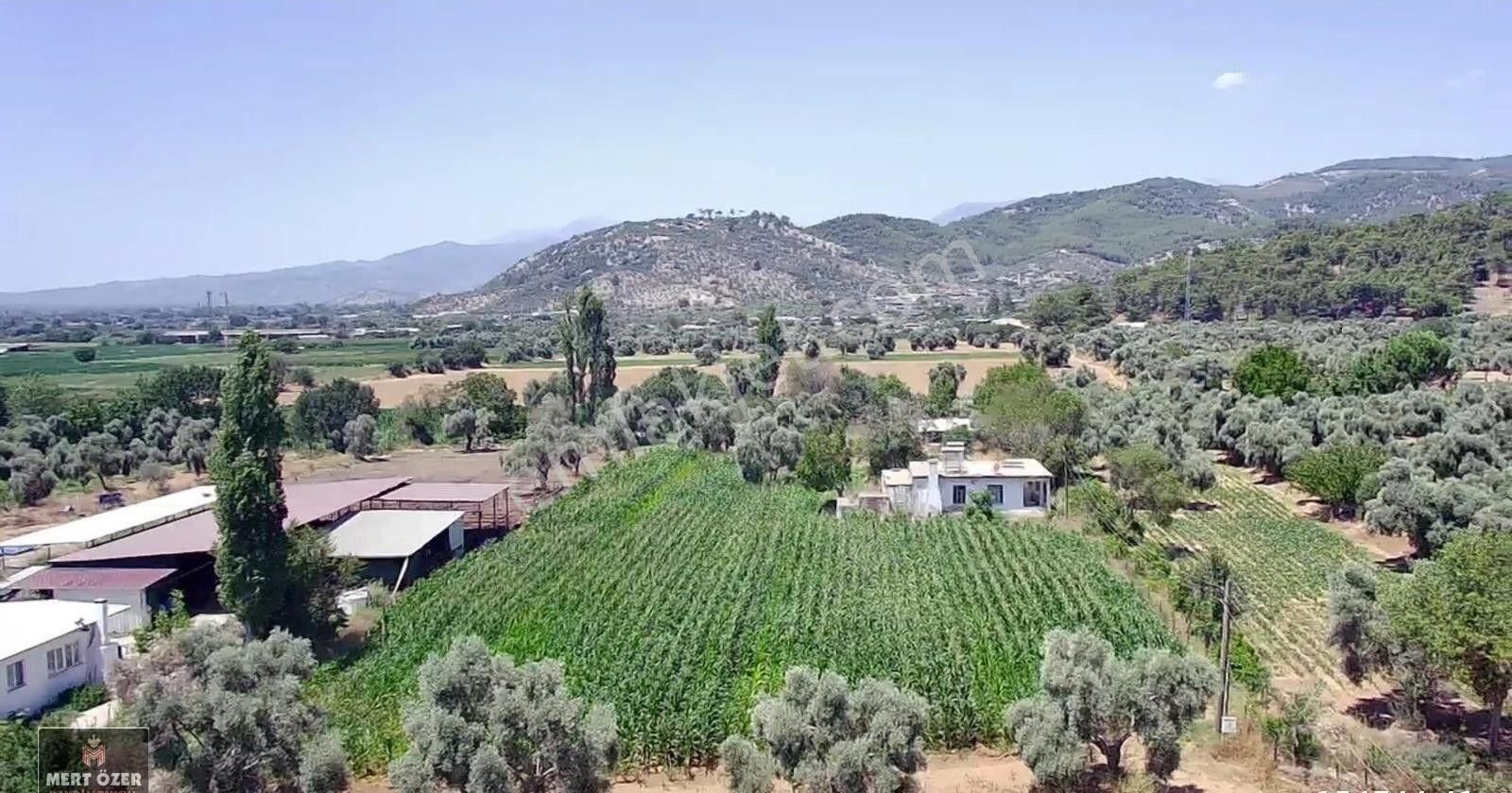 Muğla Milas Köşk'te İçerisinde Ev Bulunan 5743m2 Satılık Tarla