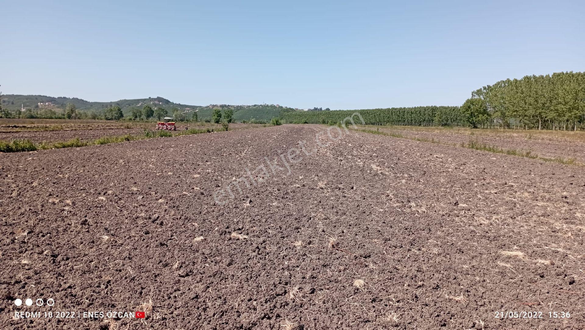 Sakarya Adatepe Satilik Düz Tarla - Görsel 5