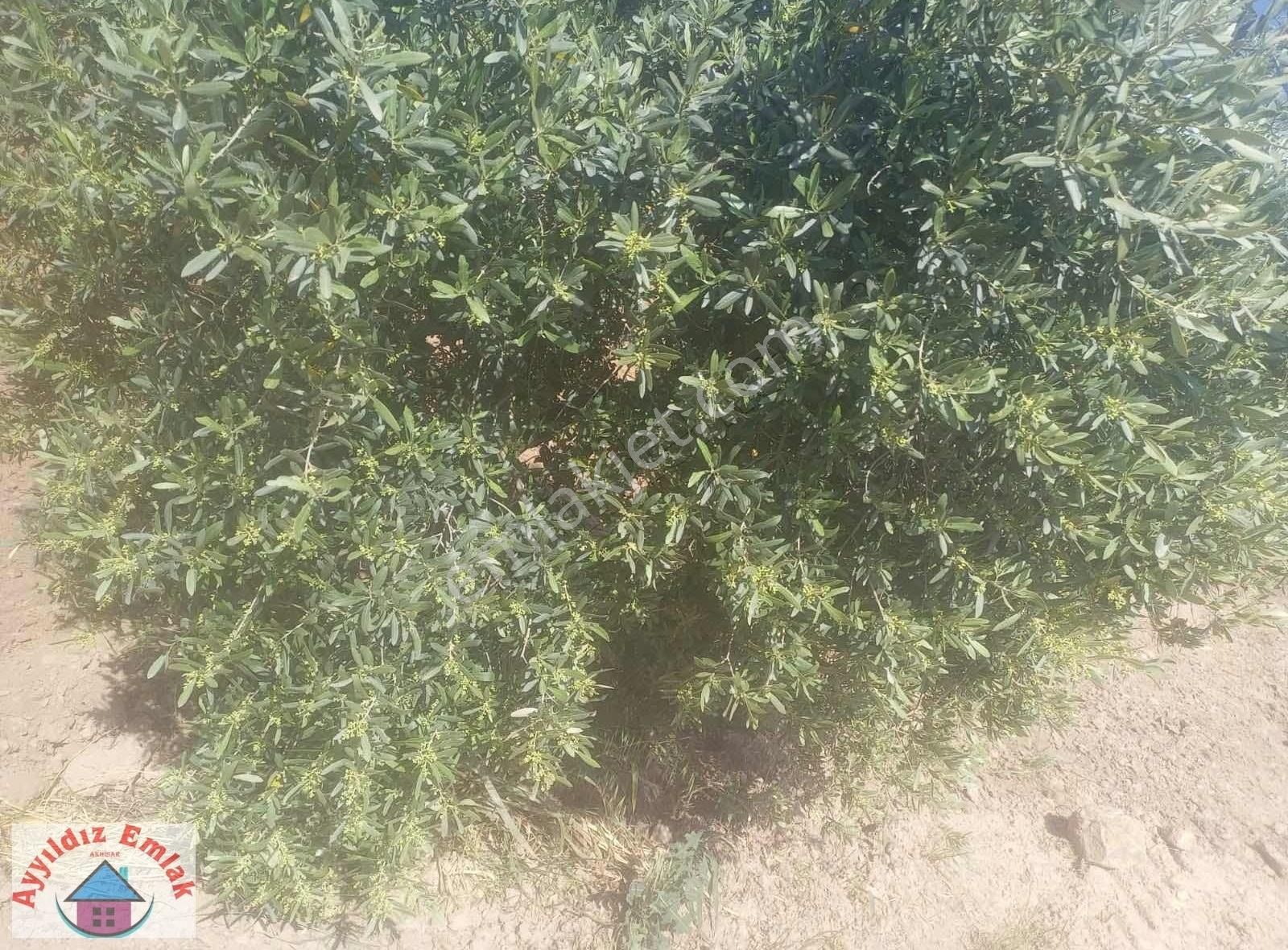 Kızlaralanı Mahallesinde Zeytinlik - Görsel 3