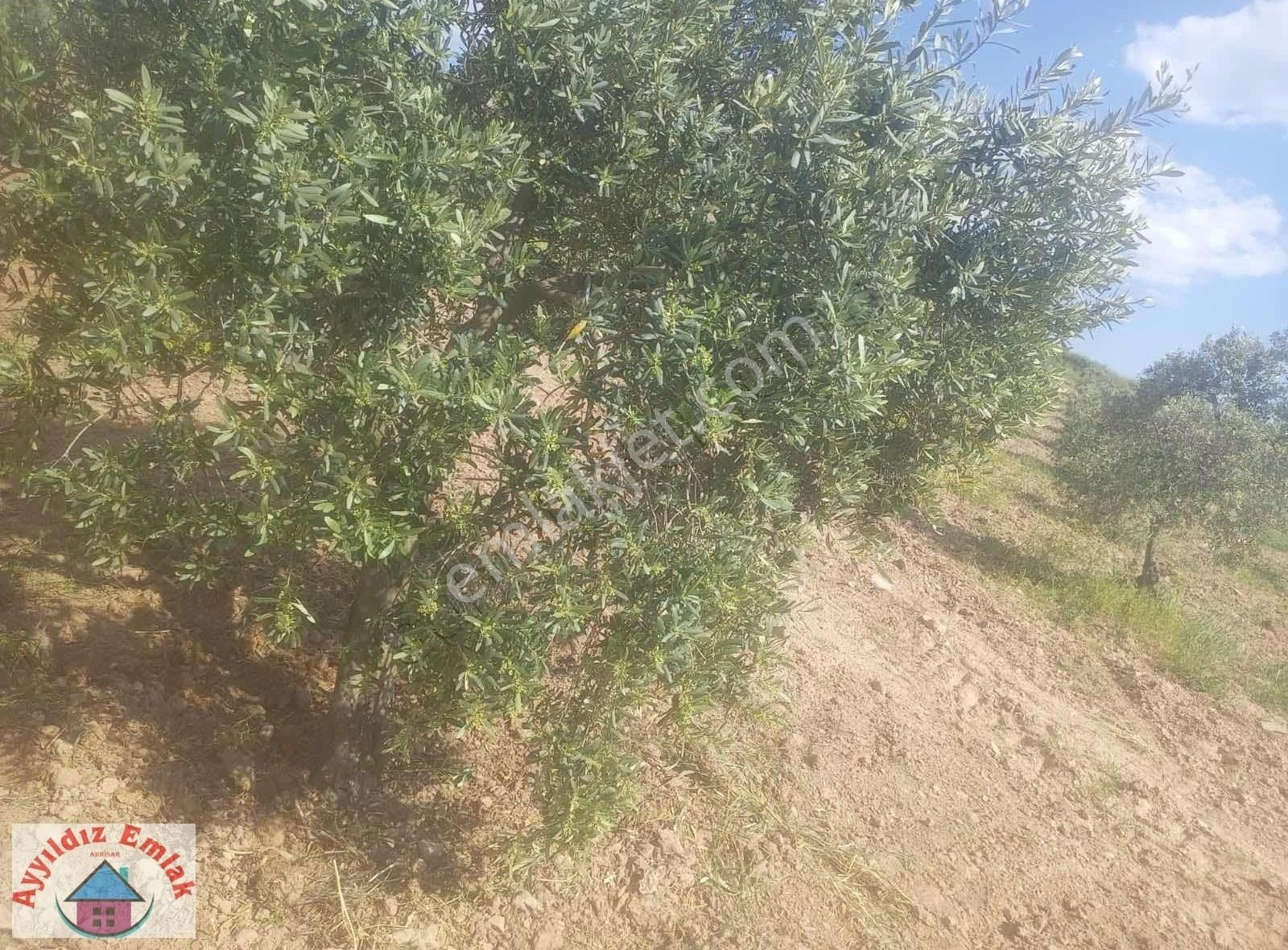 Kızlaralanı Mahallesinde Zeytinlik - Görsel 8