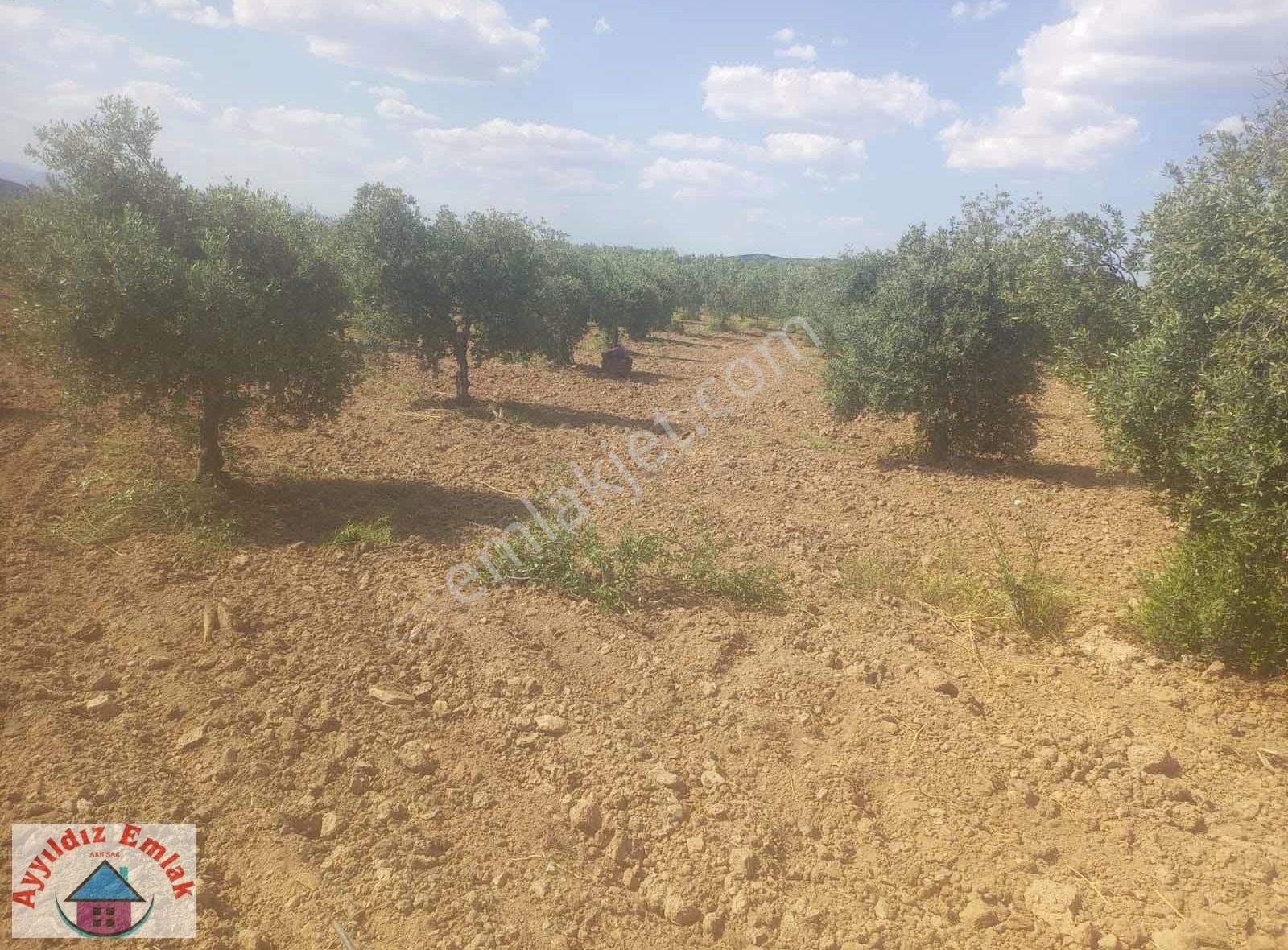 Kızlaralanı Mahallesinde Zeytinlik - Görsel 2