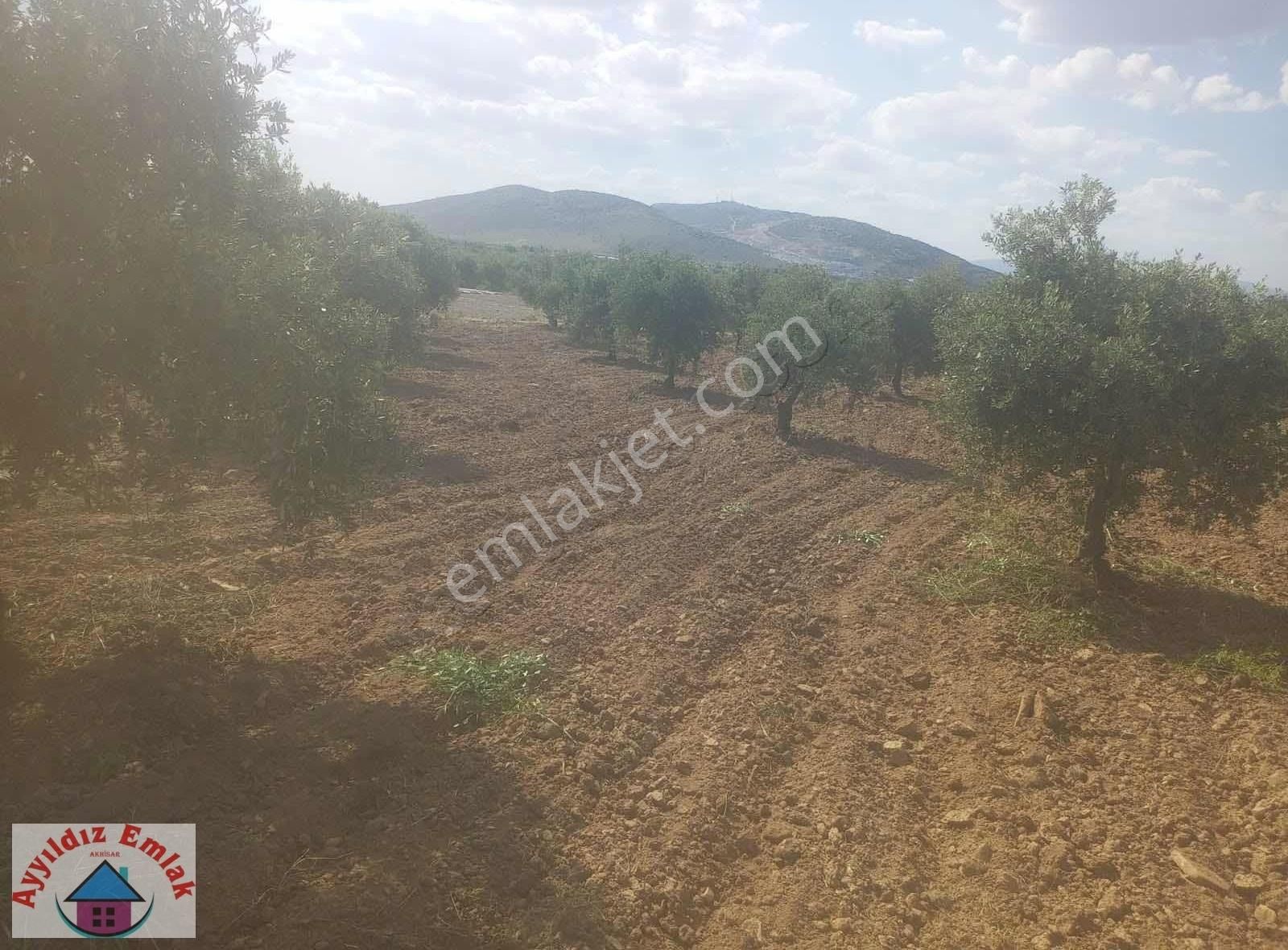 Kızlaralanı Mahallesinde Zeytinlik - Görsel 7