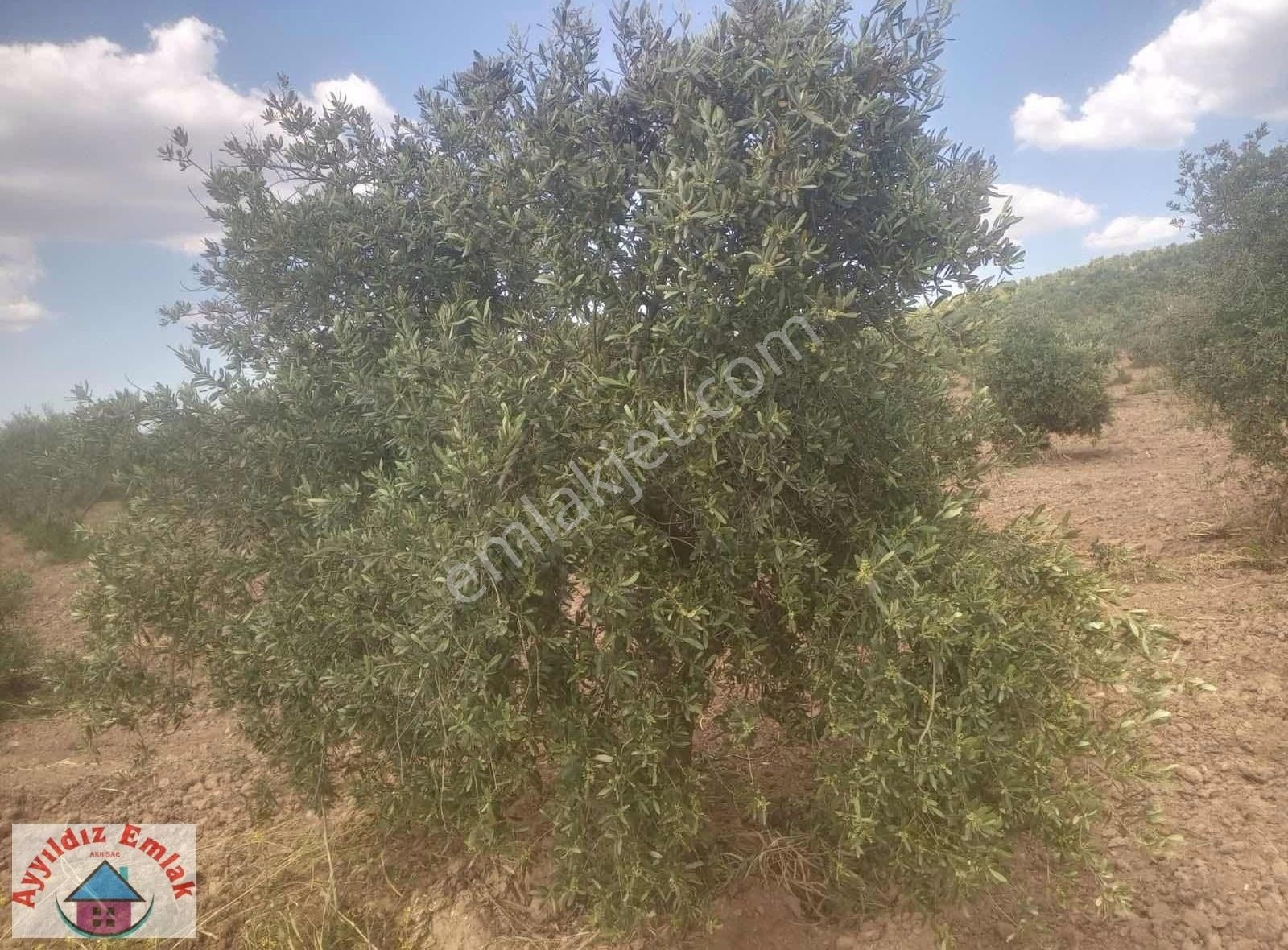 Kızlaralanı Mahallesinde Zeytinlik - Görsel 4