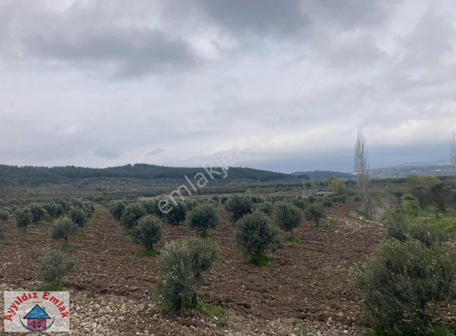 Yeniceköy De Su Deliği Mevkii 13 Dönüm Zeytinlik - Görsel 20