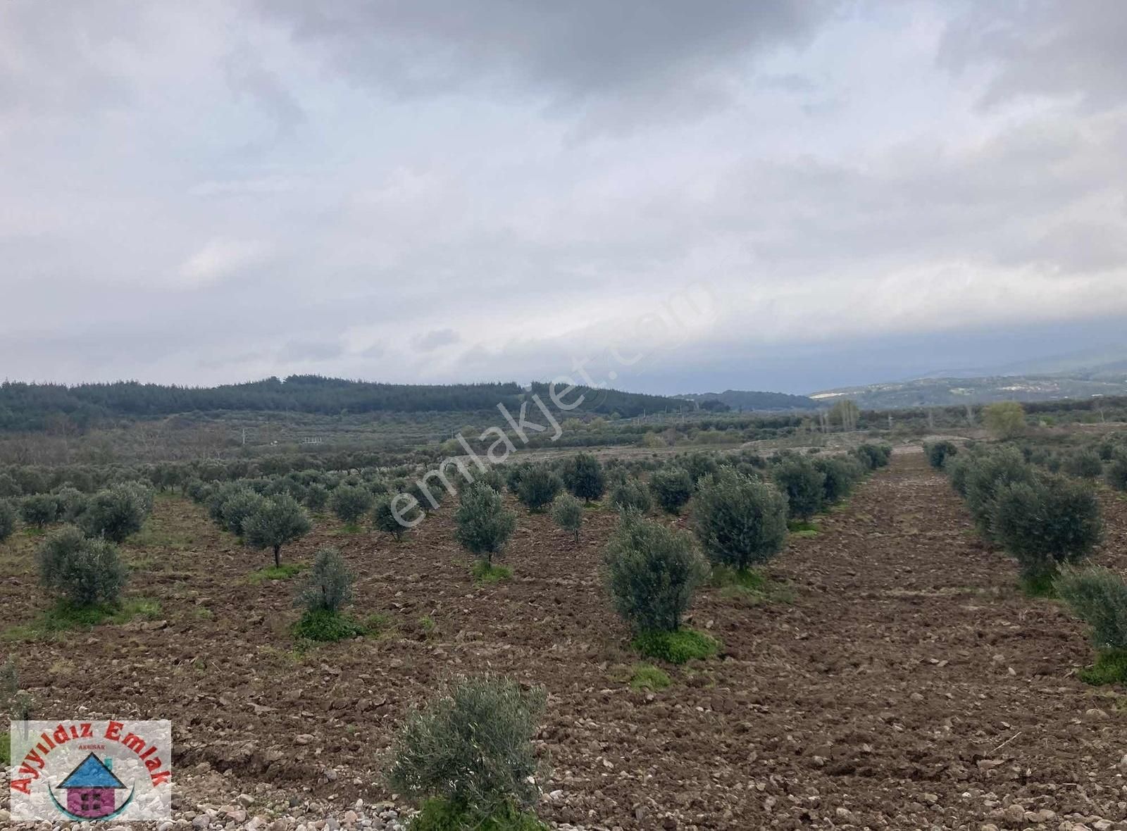 Yeniceköy De Su Deliği Mevkii 13 Dönüm Zeytinlik - Görsel 25