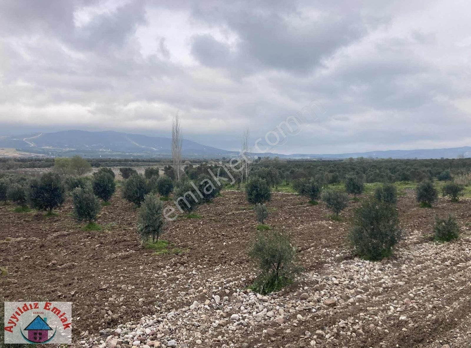 Yeniceköy De Su Deliği Mevkii 13 Dönüm Zeytinlik - Görsel 3