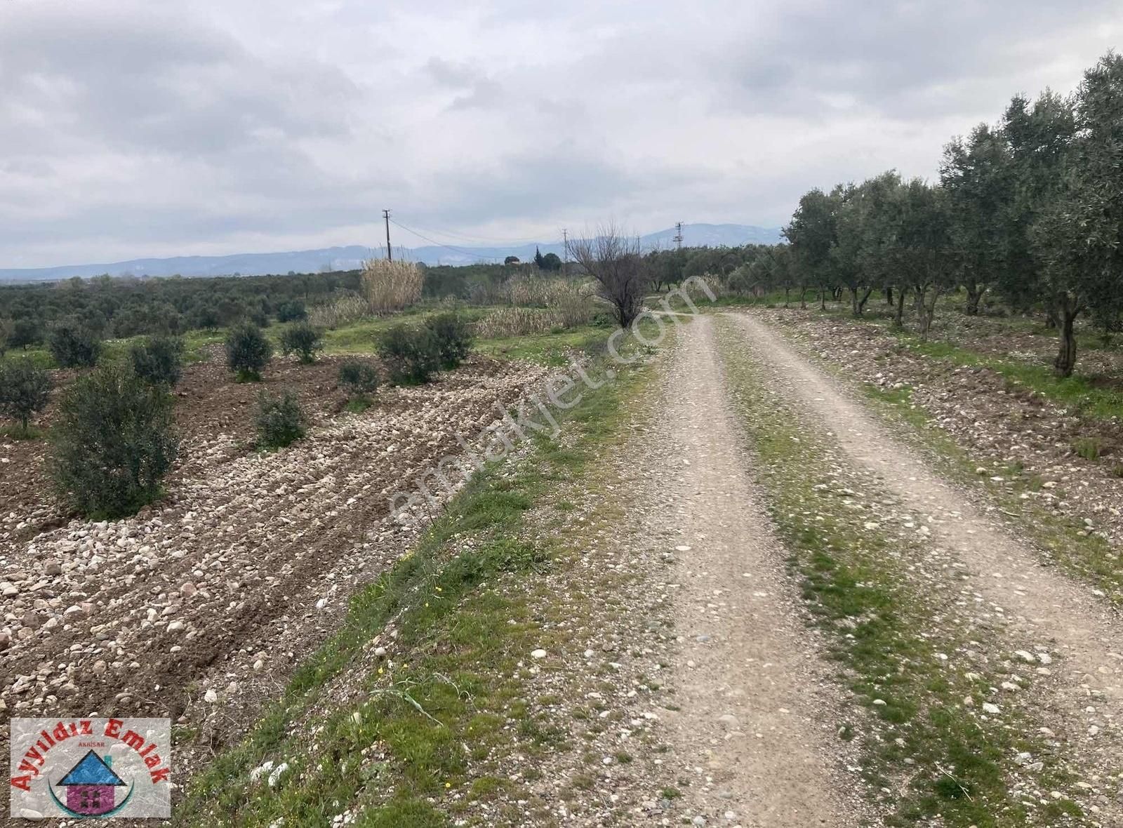 Yeniceköy De Su Deliği Mevkii 13 Dönüm Zeytinlik - Görsel 26