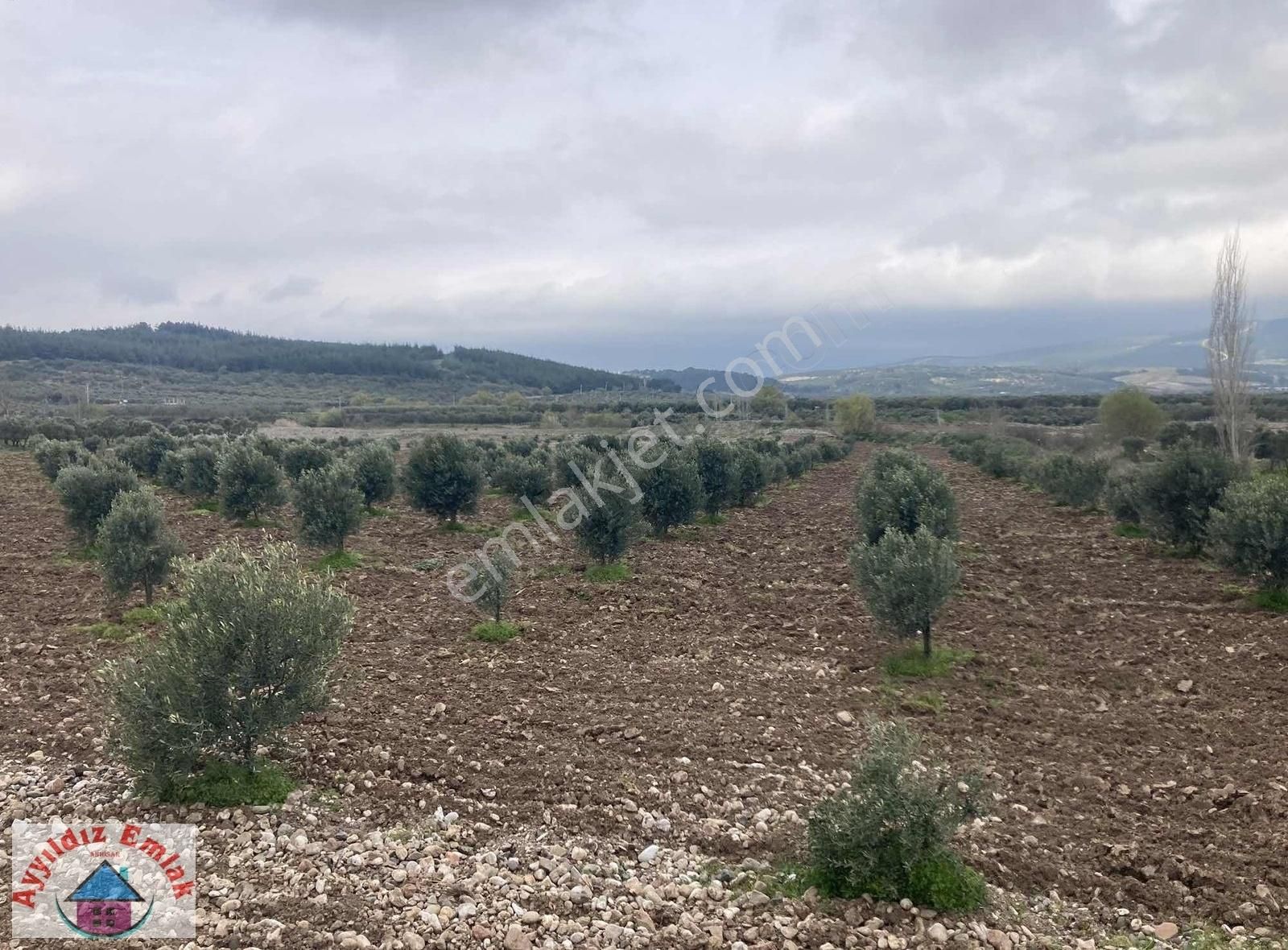 Yeniceköy De Su Deliği Mevkii 13 Dönüm Zeytinlik - Görsel 22