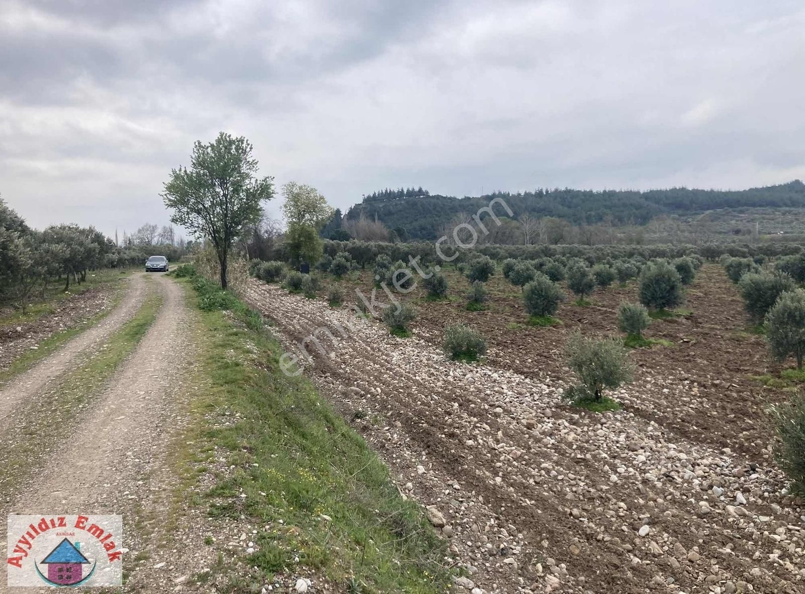 Yeniceköy De Su Deliği Mevkii 13 Dönüm Zeytinlik - Görsel 9