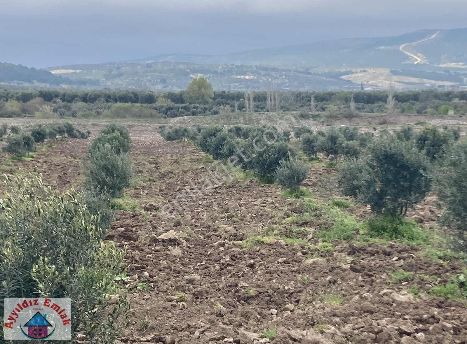 Yeniceköy De Su Deliği Mevkii 13 Dönüm Zeytinlik - Görsel 14