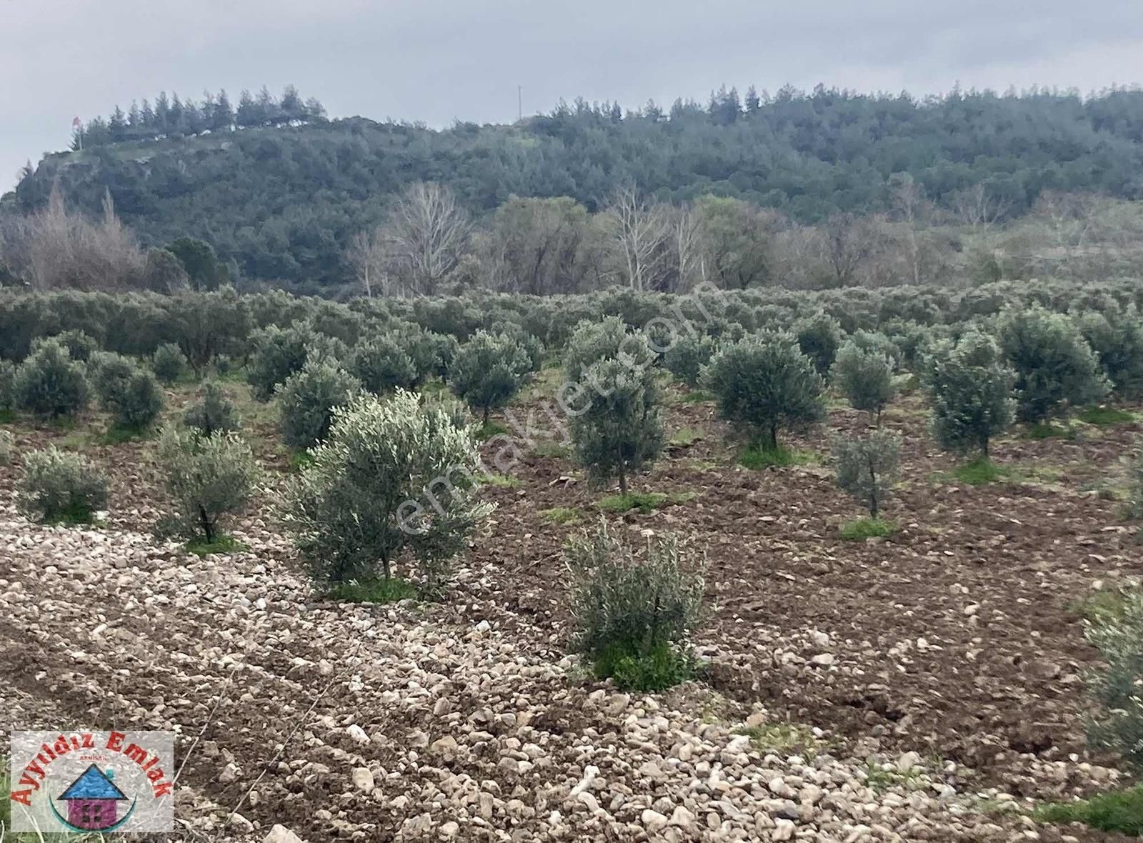 Yeniceköy De Su Deliği Mevkii 13 Dönüm Zeytinlik - Görsel 12