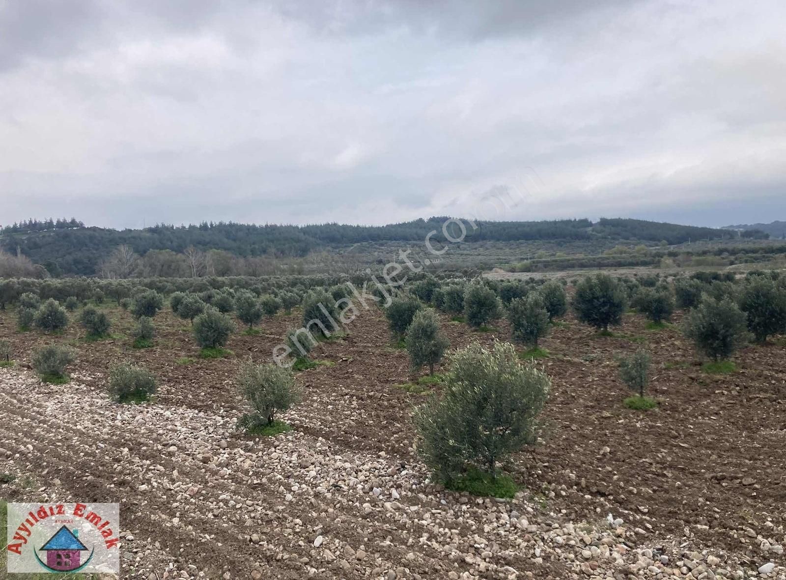 Yeniceköy De Su Deliği Mevkii 13 Dönüm Zeytinlik - Görsel 5