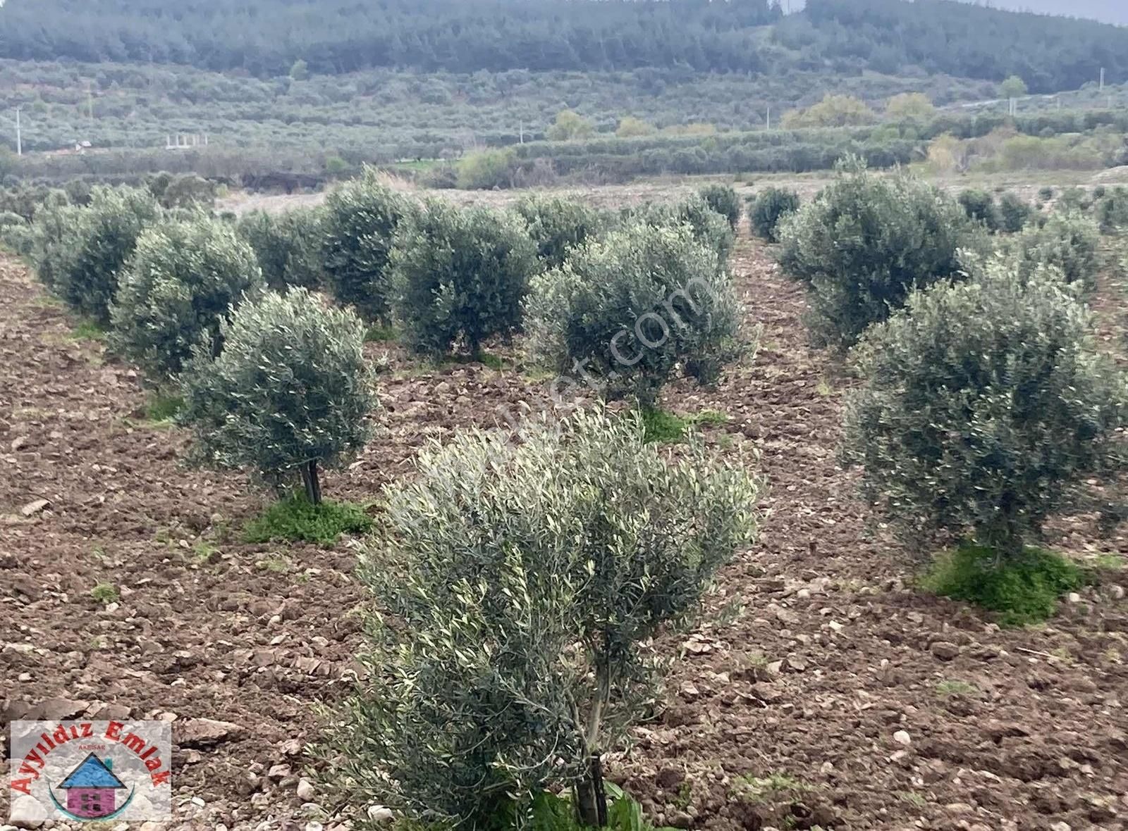Yeniceköy De Su Deliği Mevkii 13 Dönüm Zeytinlik - Görsel 4
