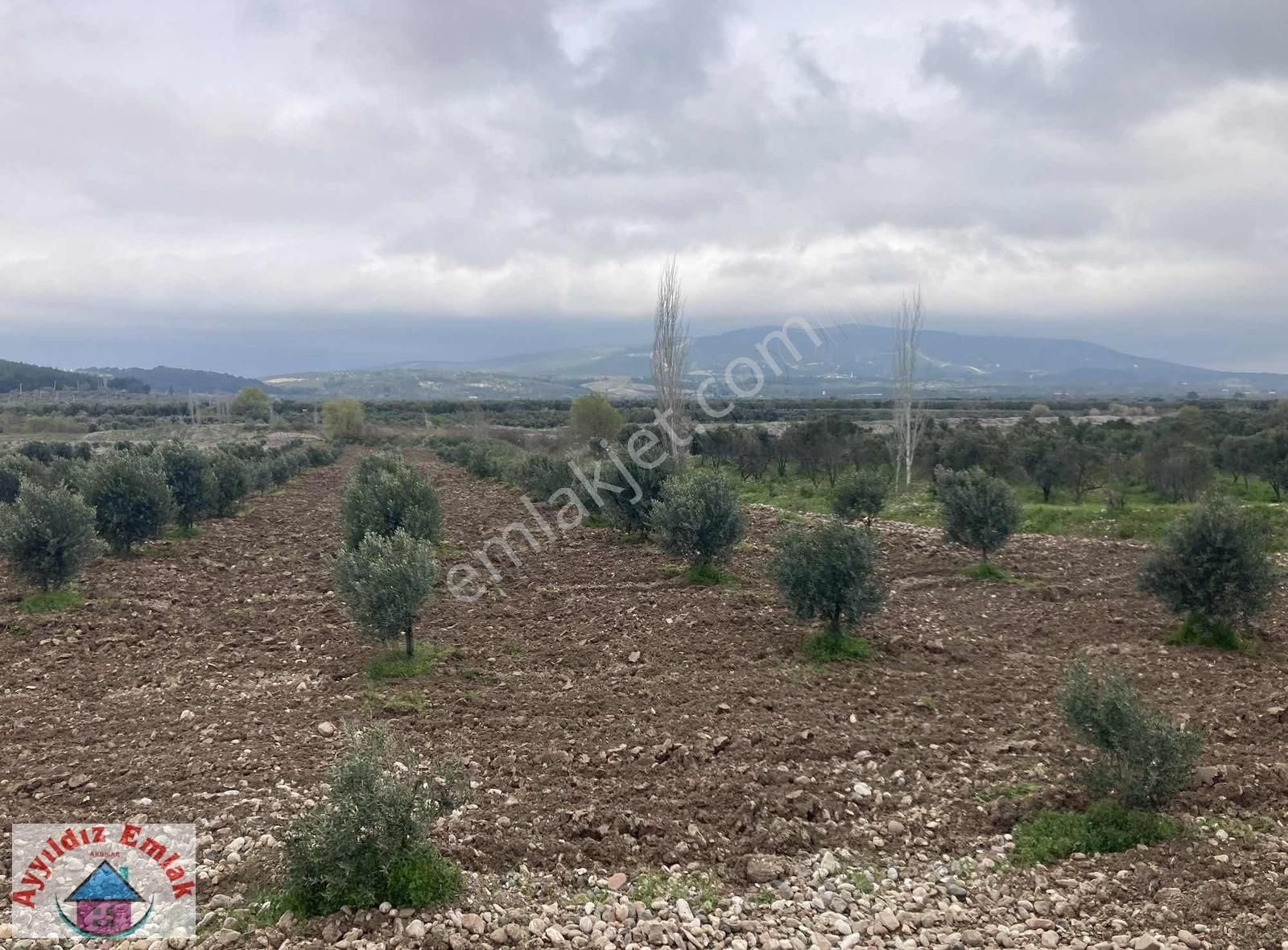 Yeniceköy De Su Deliği Mevkii 13 Dönüm Zeytinlik - Görsel 17
