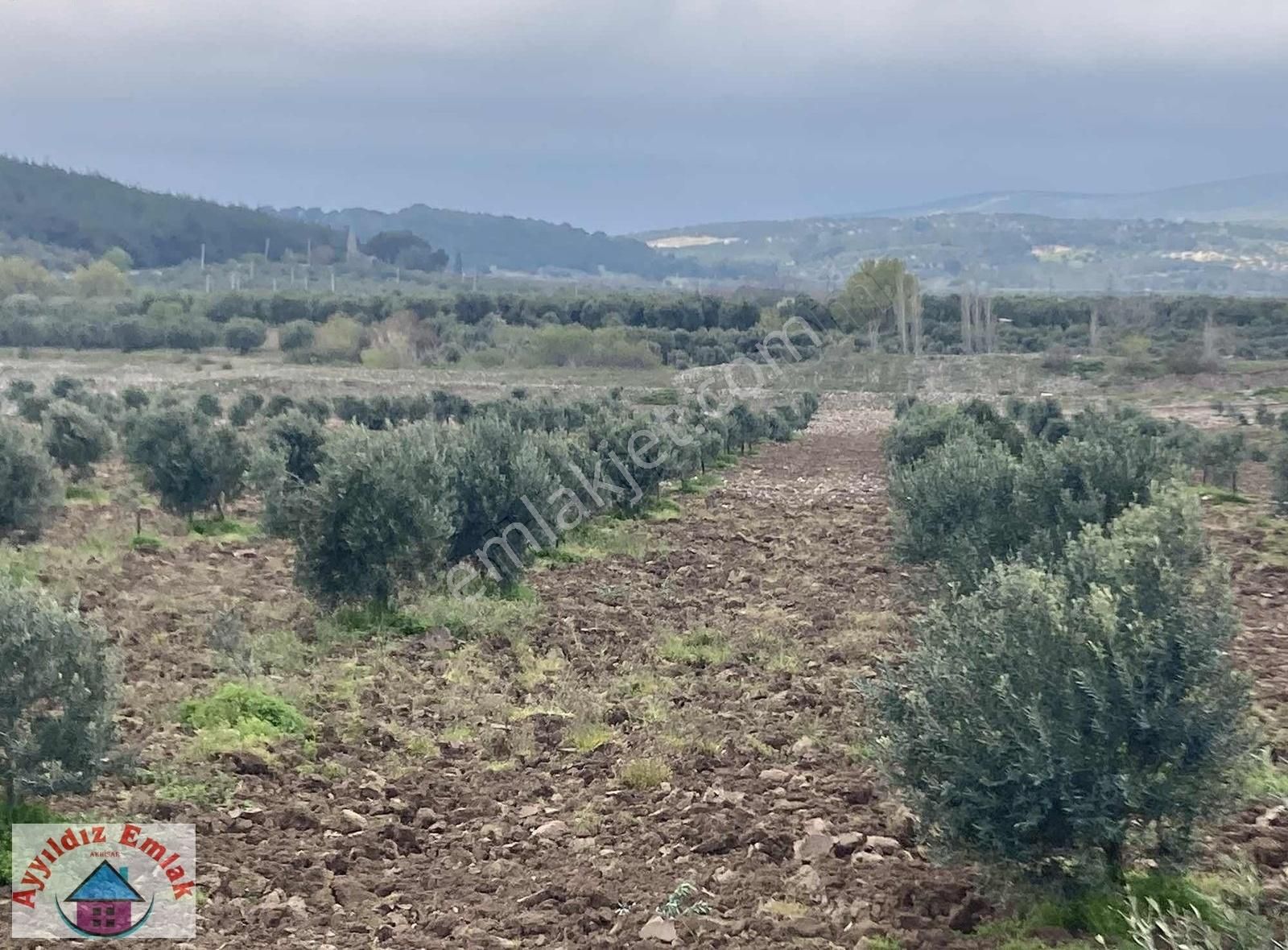 Yeniceköy De Su Deliği Mevkii 13 Dönüm Zeytinlik - Görsel 23
