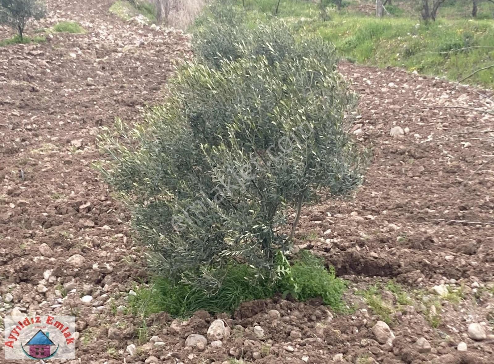 Yeniceköy De Su Deliği Mevkii 13 Dönüm Zeytinlik - Görsel 2