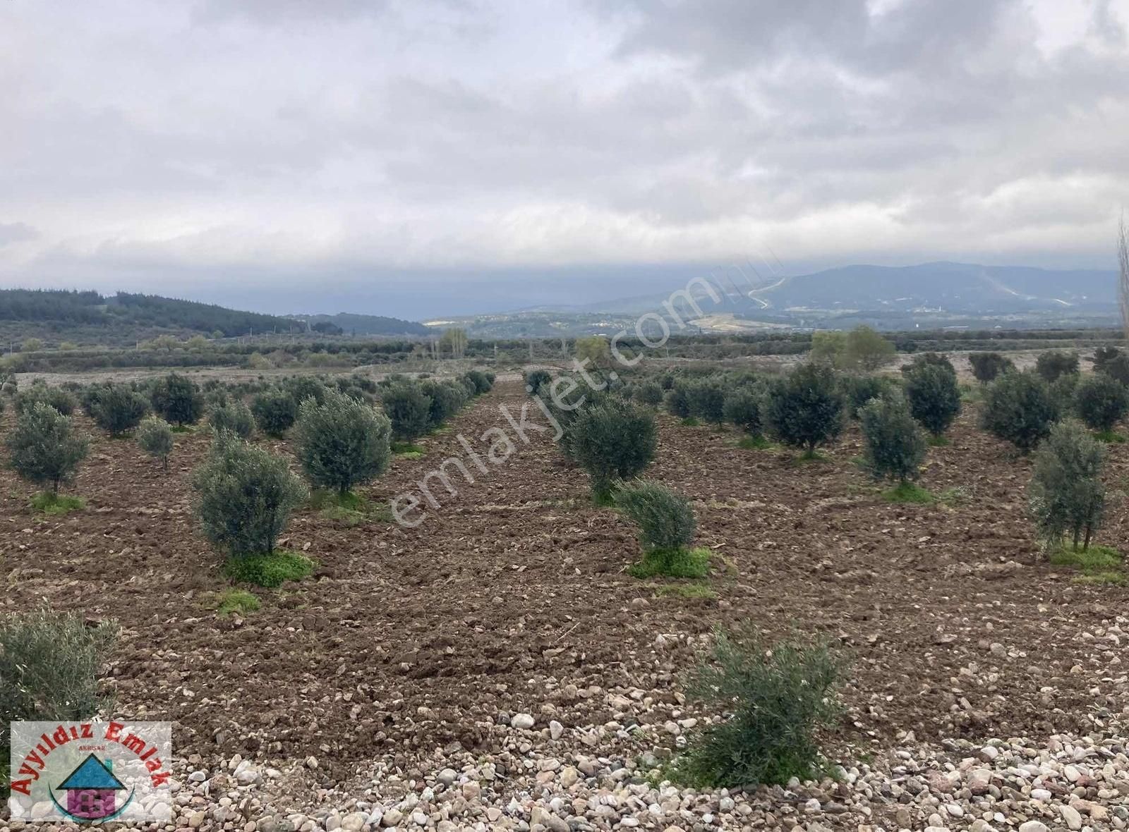 Yeniceköy De Su Deliği Mevkii 13 Dönüm Zeytinlik - Görsel 19