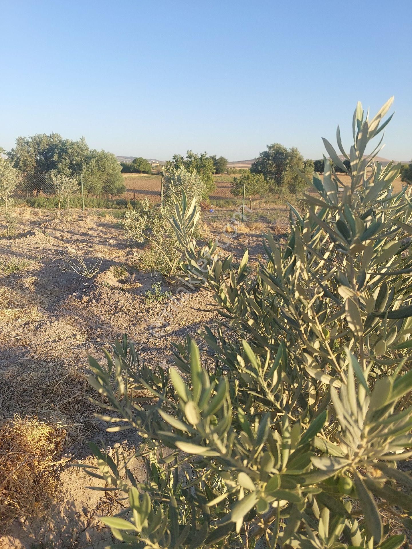 Nf Emlaktan Satılık Tarla Meyve Ağaçları Resmi Yolu Ve Suyu Mevcut