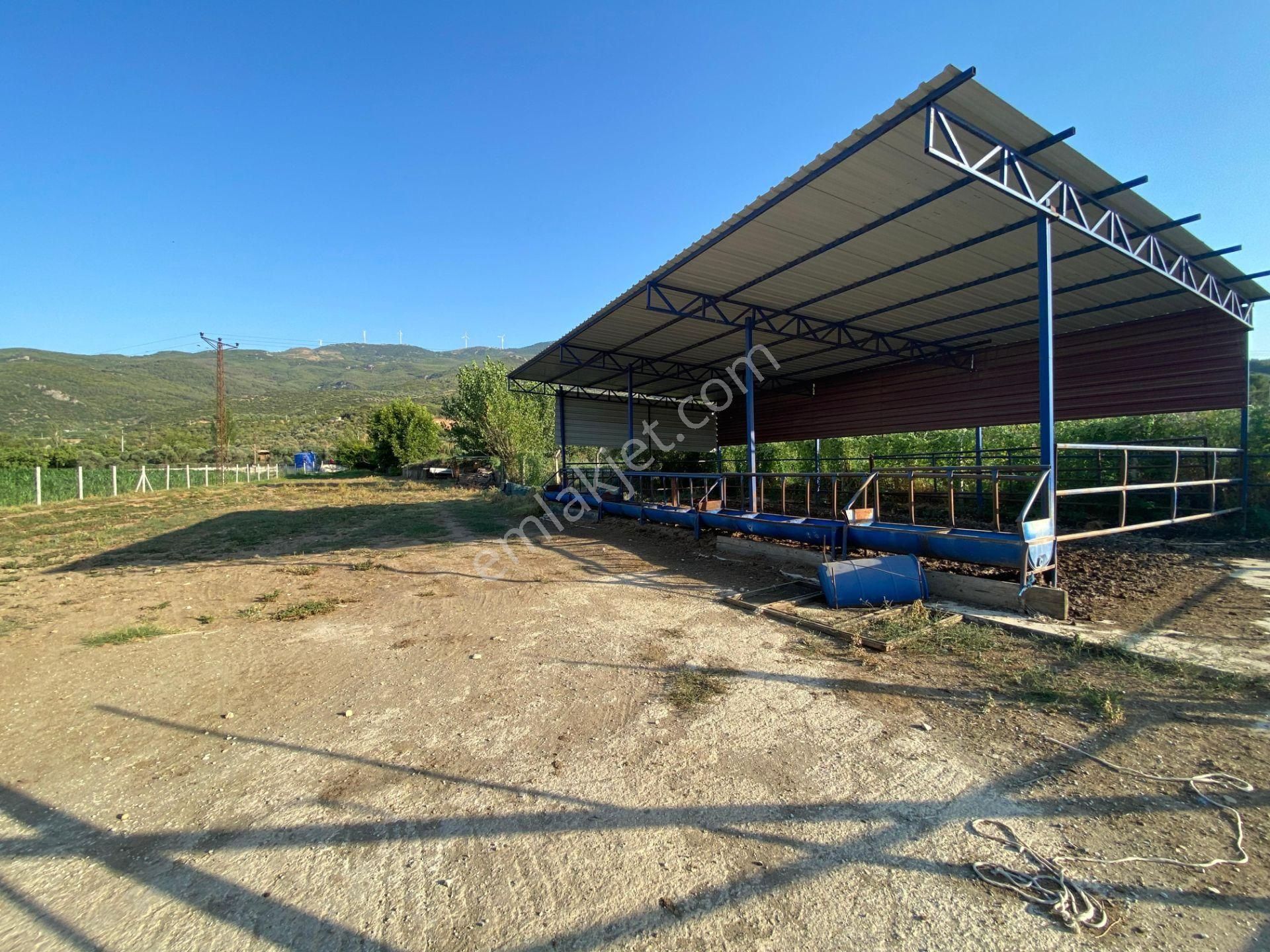 İzmir Tire Çayırlı Mahallesinde Satılık Ruhsatlı Büyükbaş Hayvan Çiftliği - Görsel 3