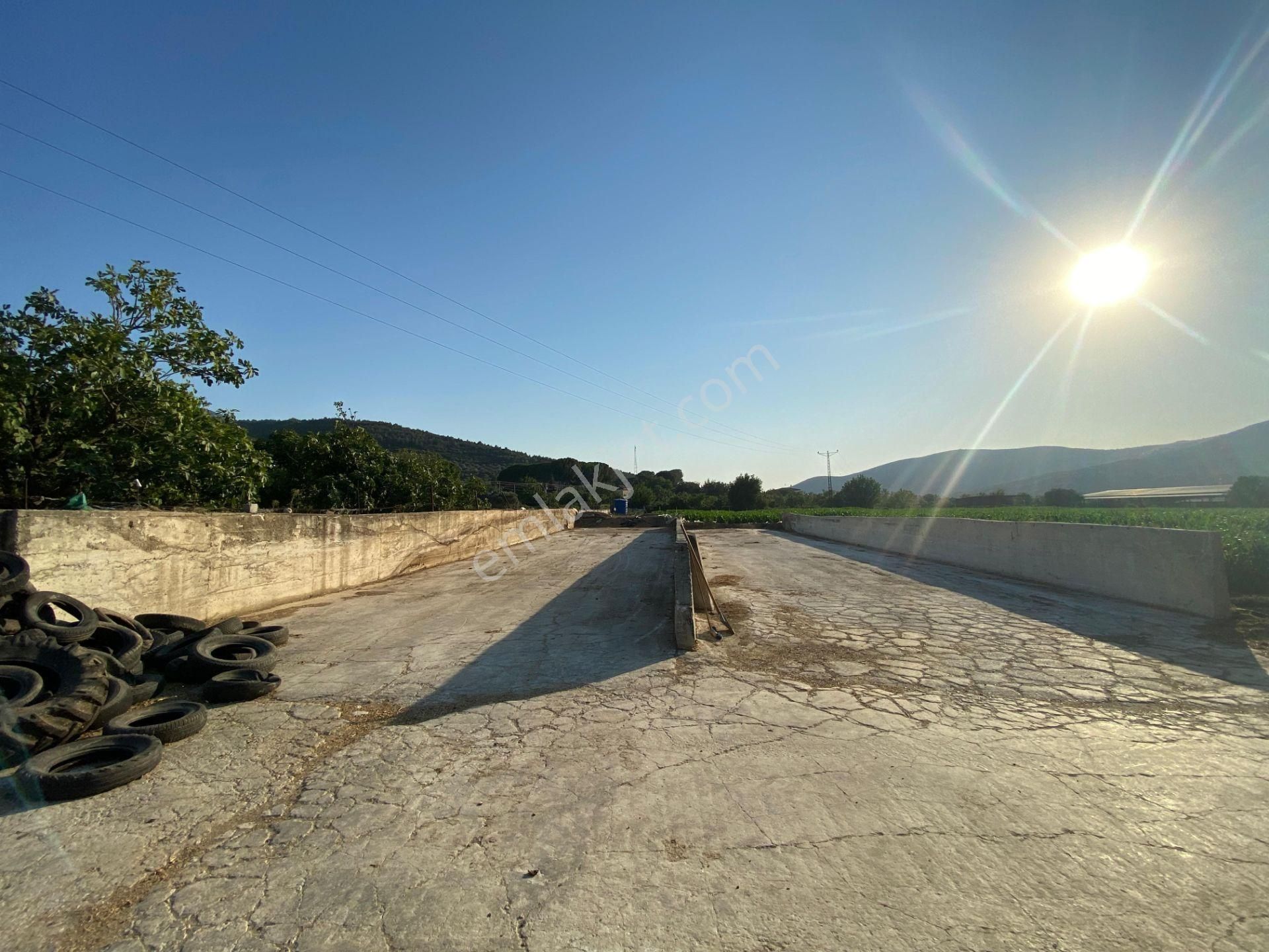 İzmir Tire Çayırlı Mahallesinde Satılık Ruhsatlı Büyükbaş Hayvan Çiftliği - Görsel 23