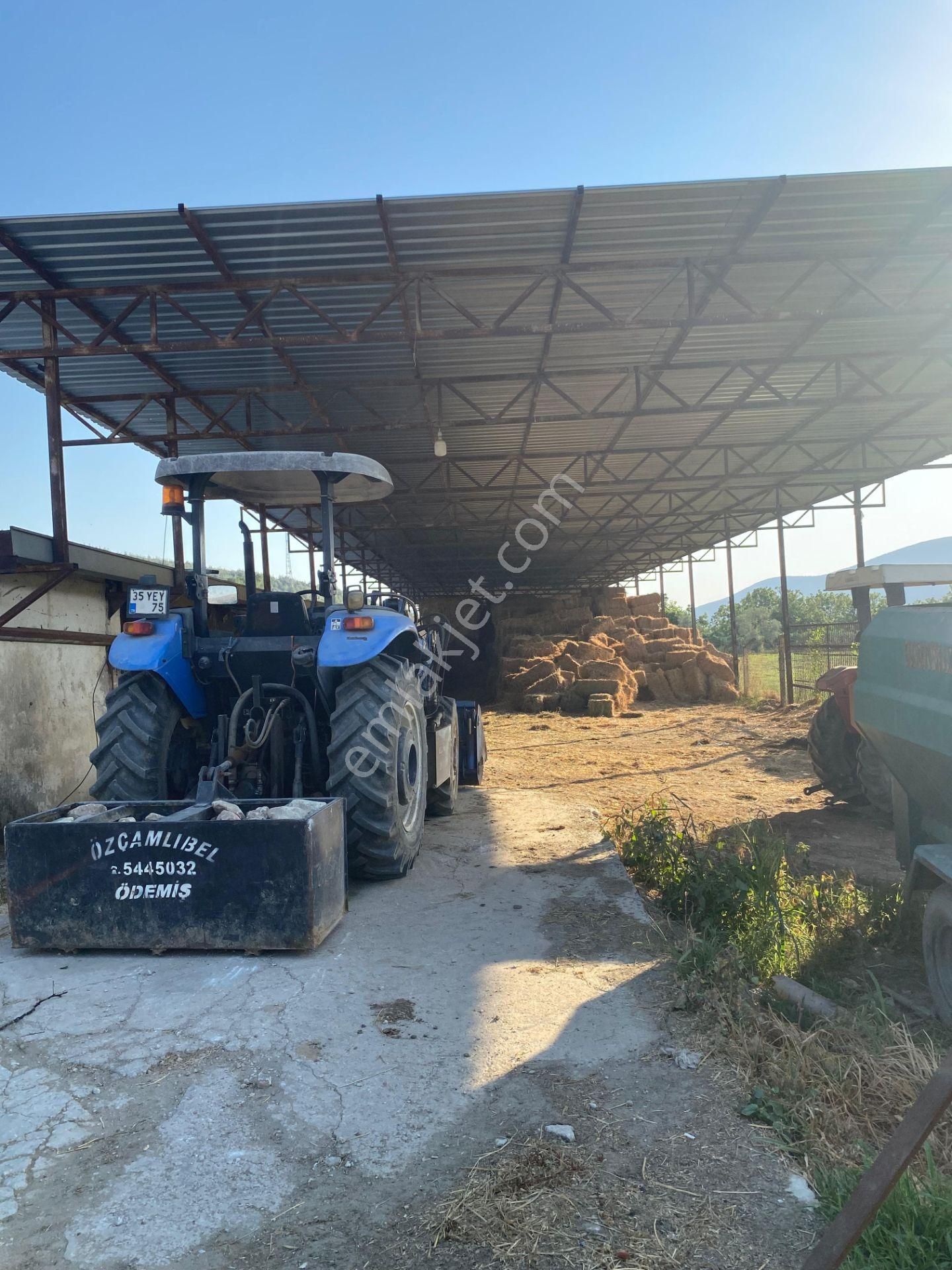 İzmir Tire Çayırlı Mahallesinde Satılık Ruhsatlı Büyükbaş Hayvan Çiftliği - Görsel 11