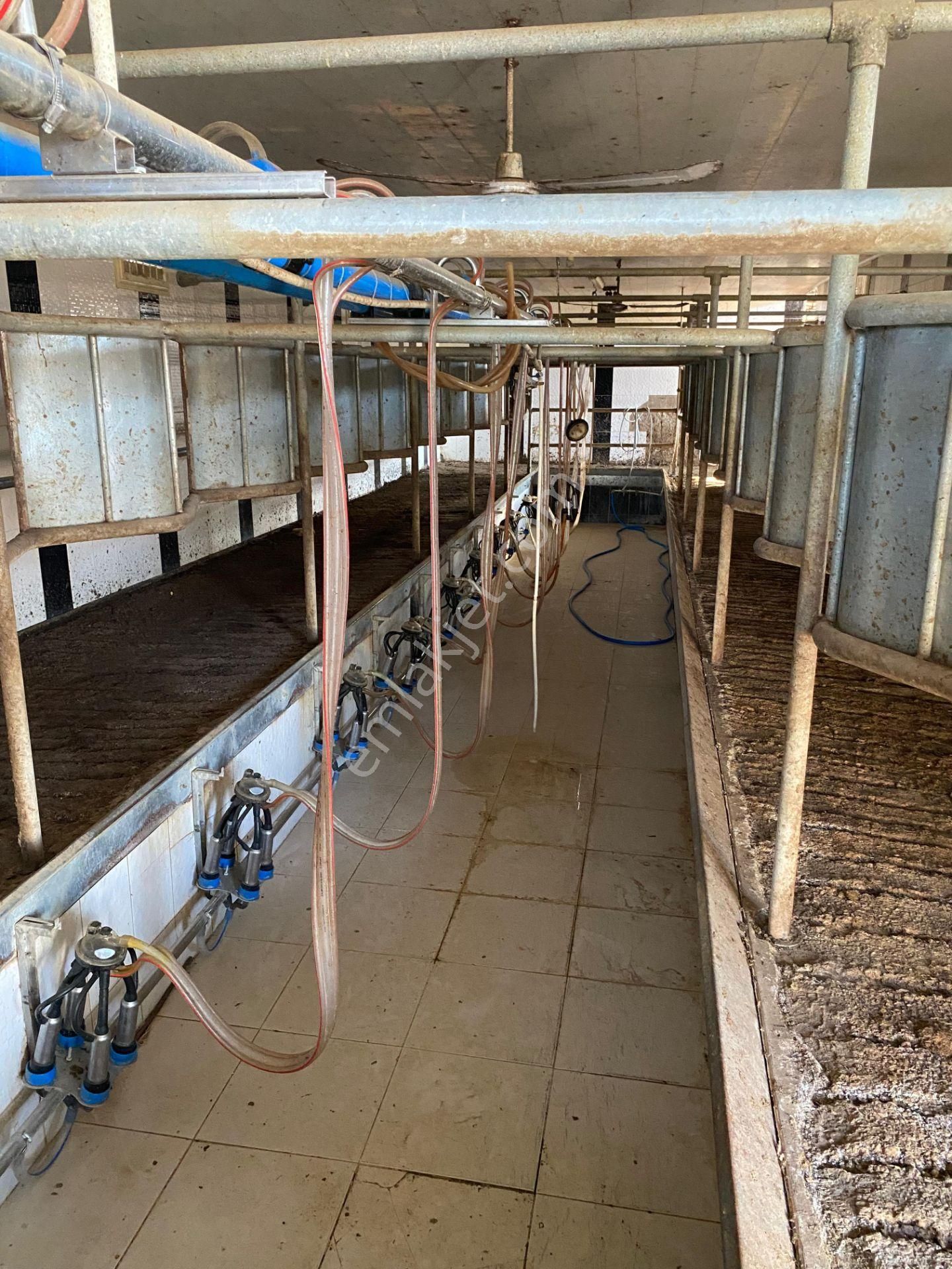 İzmir Tire Çayırlı Mahallesinde Satılık Ruhsatlı Büyükbaş Hayvan Çiftliği - Görsel 17