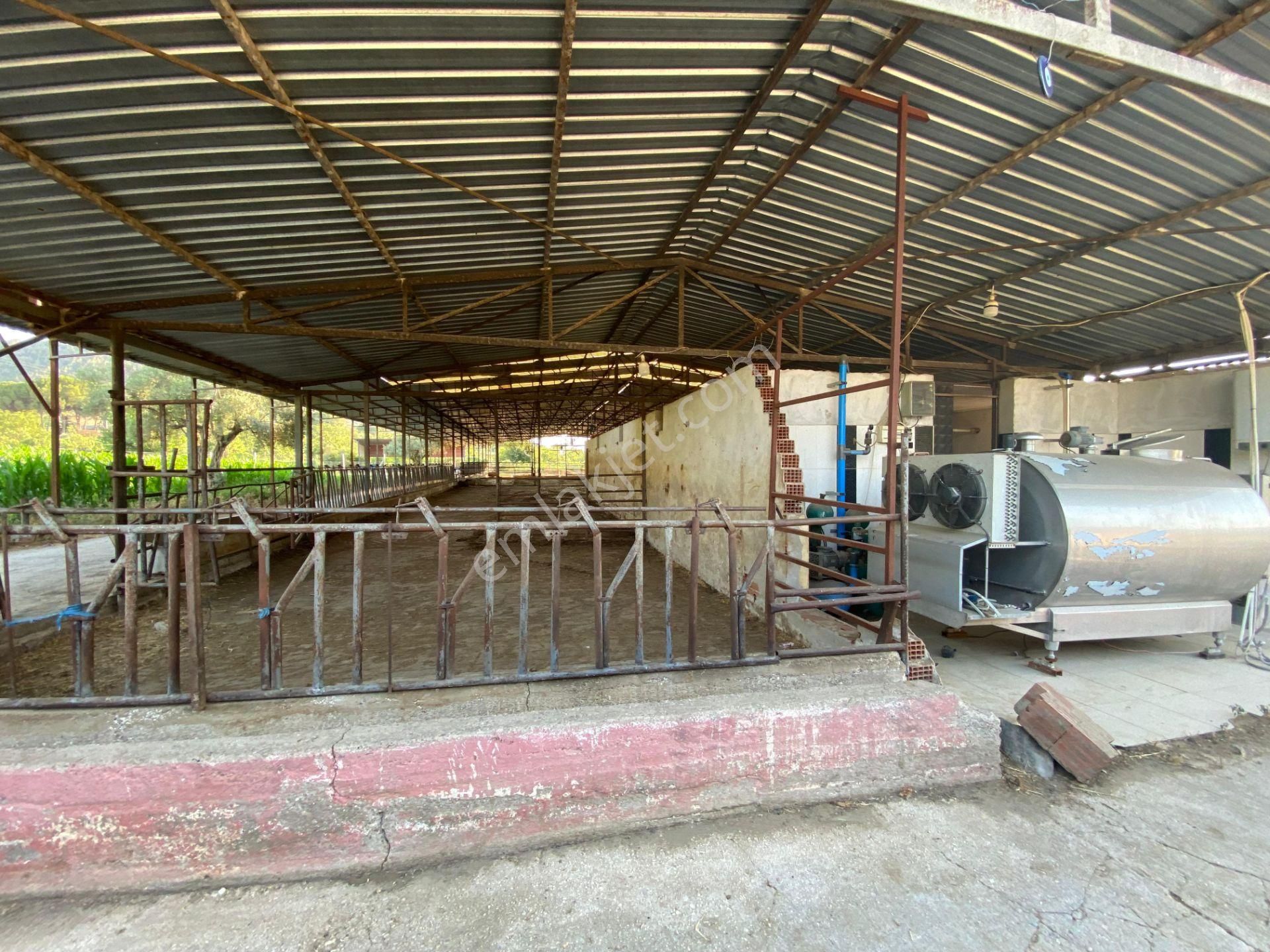 İzmir Tire Çayırlı Mahallesinde Satılık Ruhsatlı Büyükbaş Hayvan Çiftliği - Görsel 21