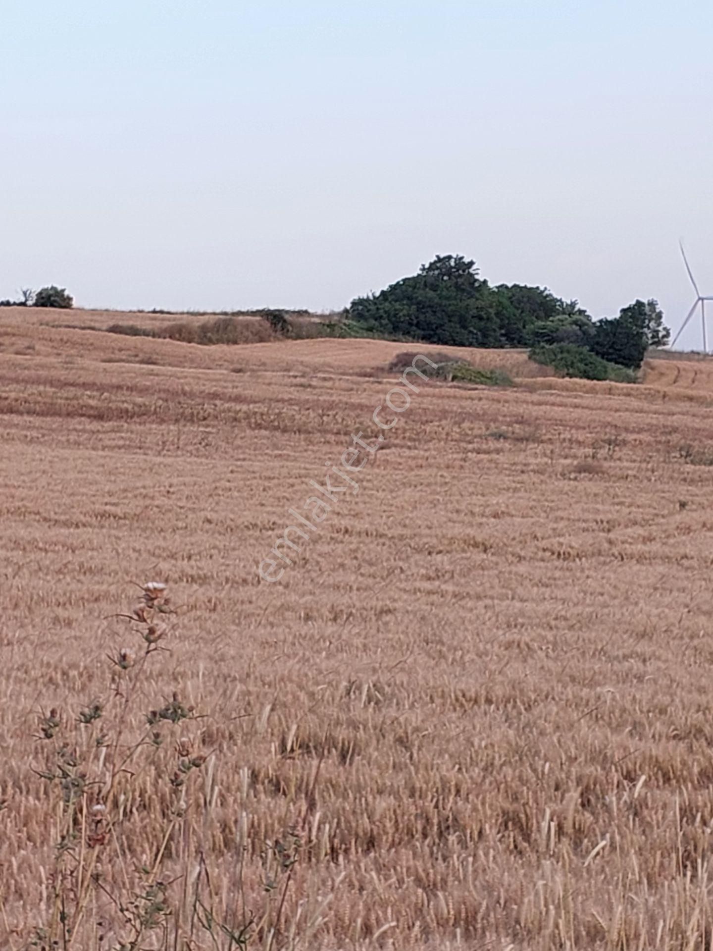 Bursa Karacabey Çamlıcada Anayola Yakın Satılık Yatırımlık 2000m2 Tarla - Görsel 11