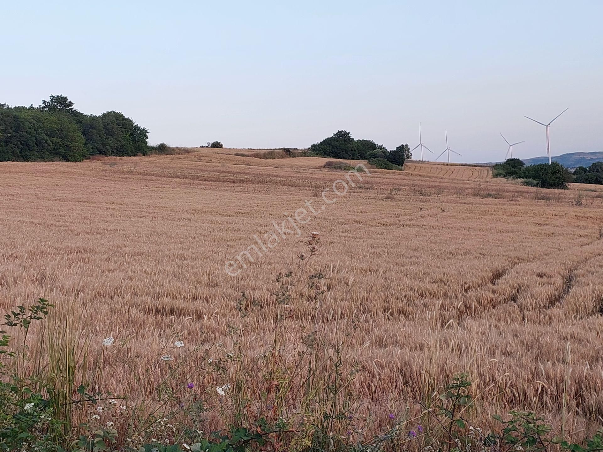Bursa Karacabey Çamlıcada Anayola Yakın Satılık Yatırımlık 2000m2 Tarla - Görsel 4