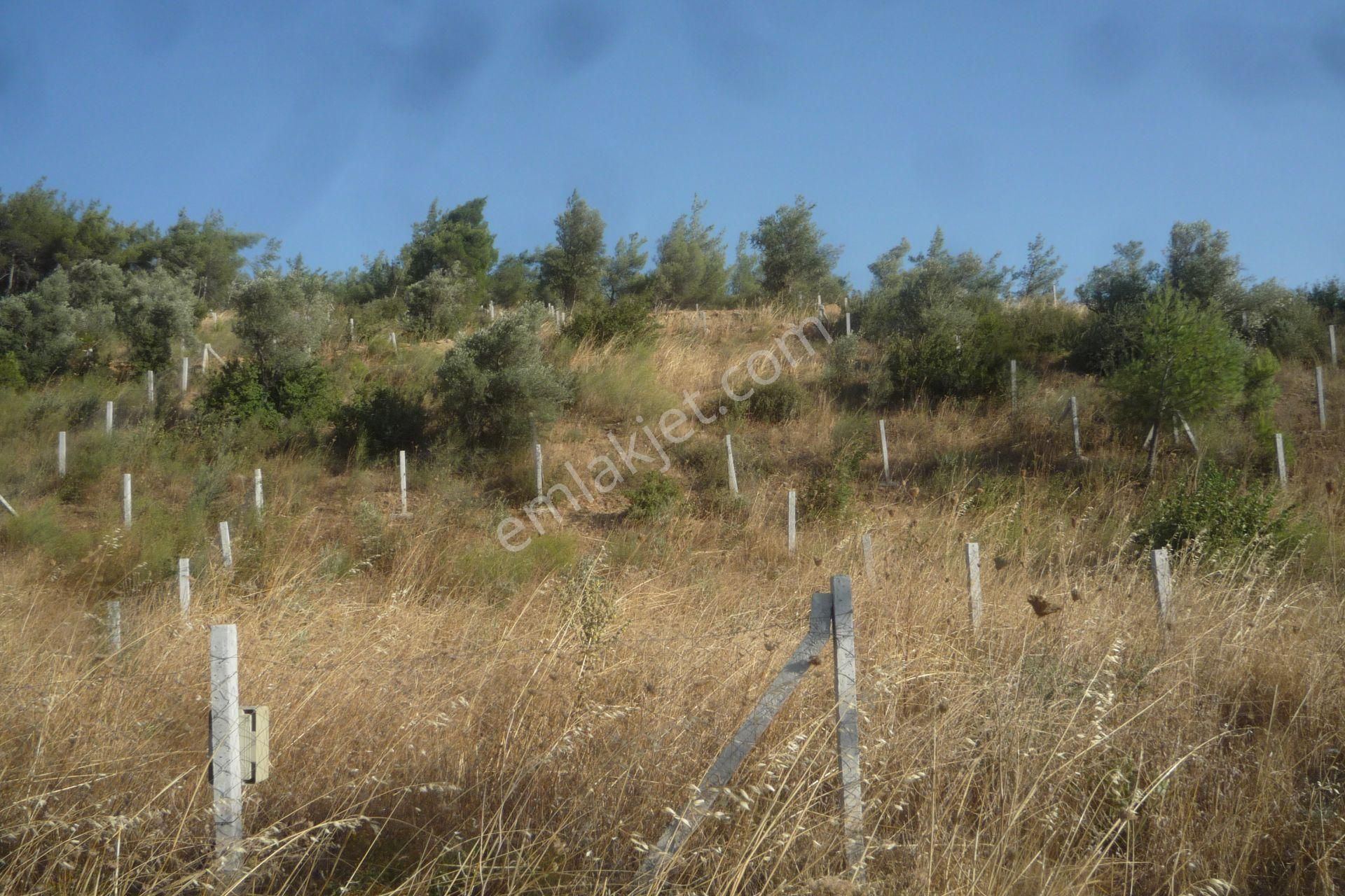 İzmir Torbalı Gold Emlaktan Satılık Zeytin Bahçesi - Görsel 4