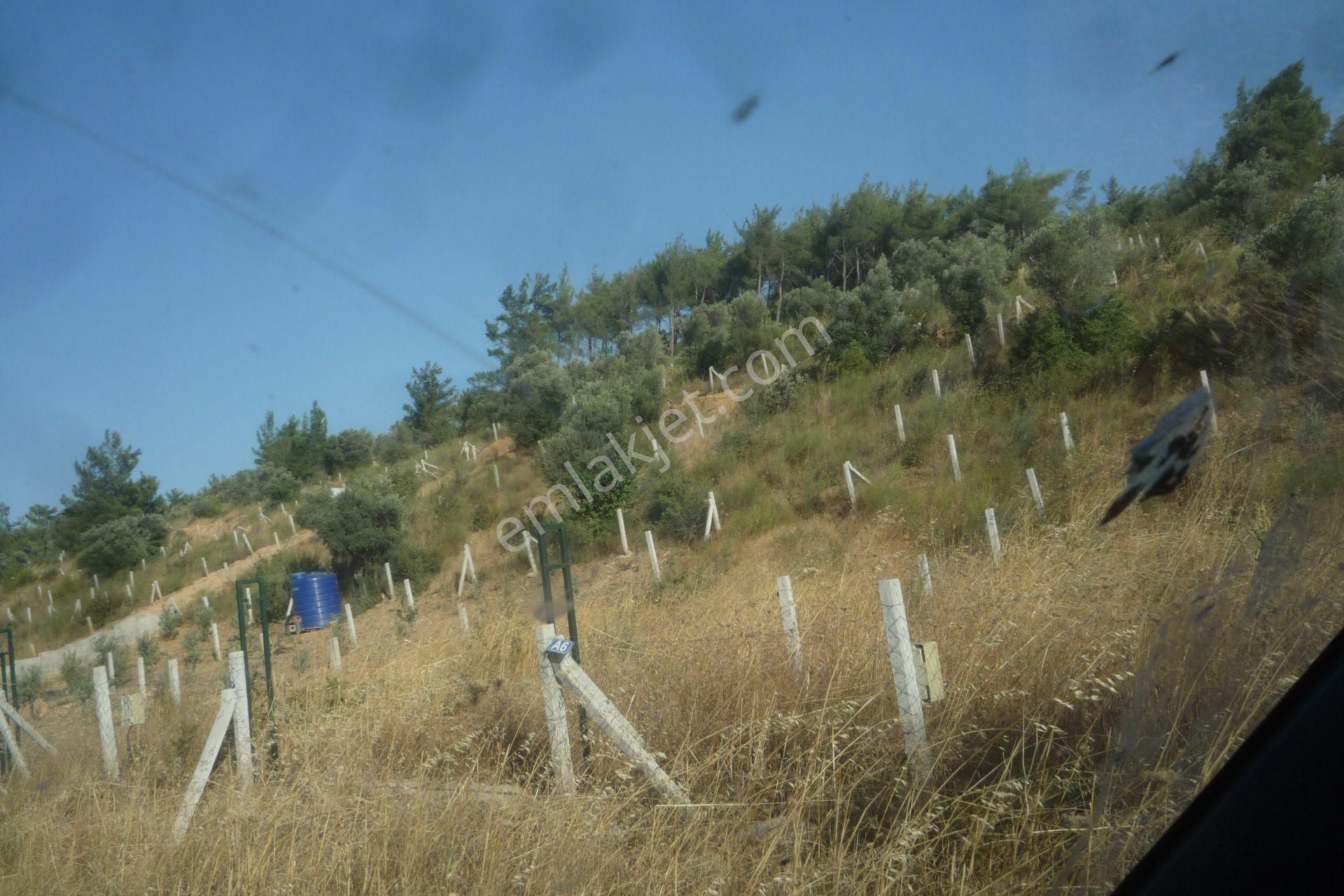 İzmir Torbalı Gold Emlaktan Satılık Zeytin Bahçesi - Görsel 3