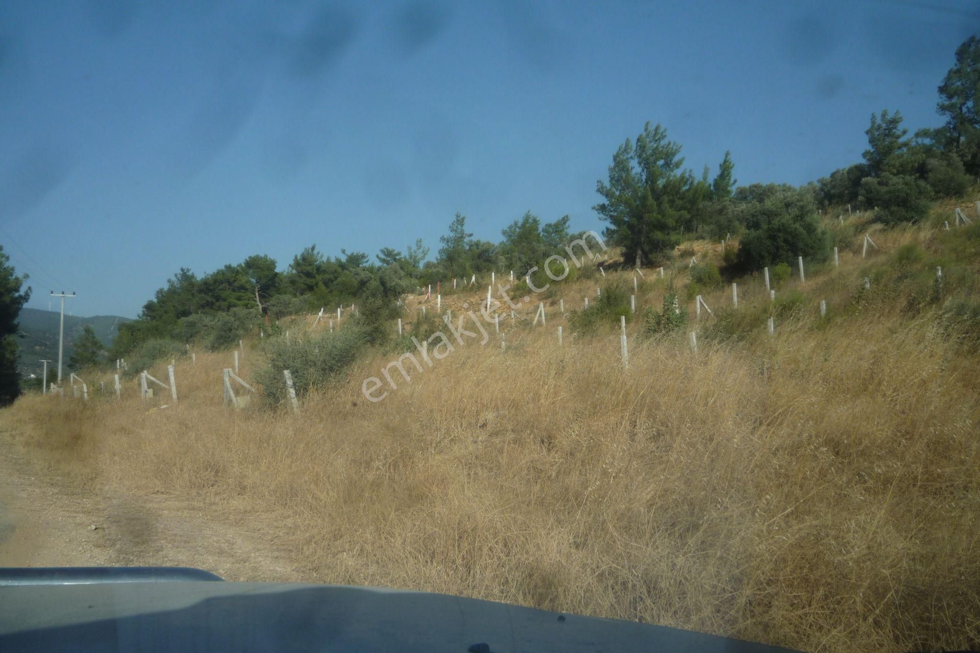 İzmir Torbalı Gold Emlaktan Satılık Zeytin Bahçesi - Görsel 6