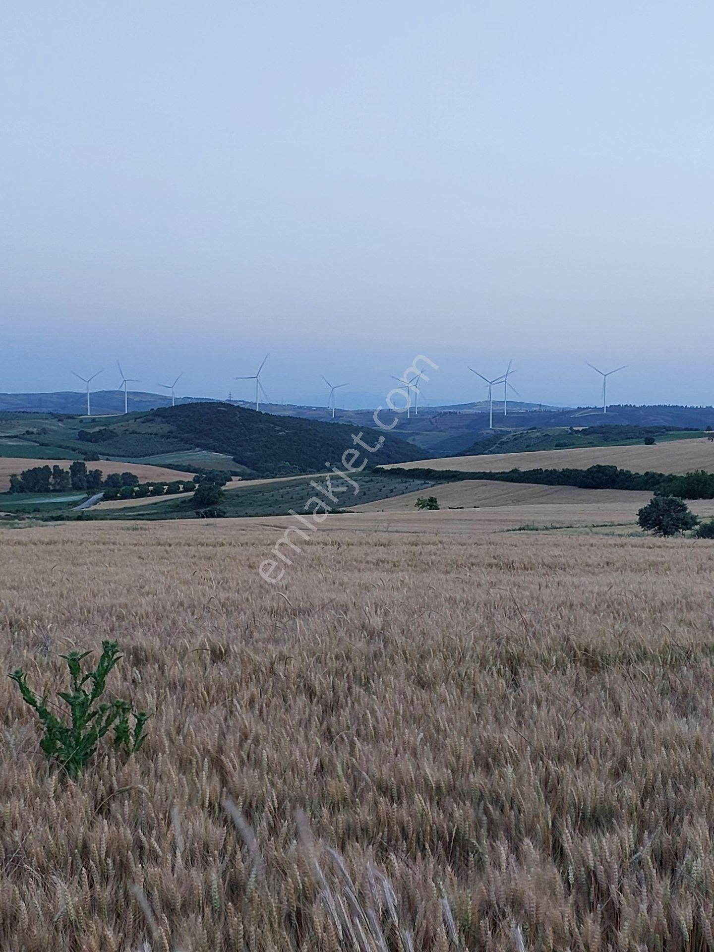 Bursa Karacabey Çamlıcada Anayola Yakın Satılık Yatırımlık 7300m2 Tarla - Görsel 7