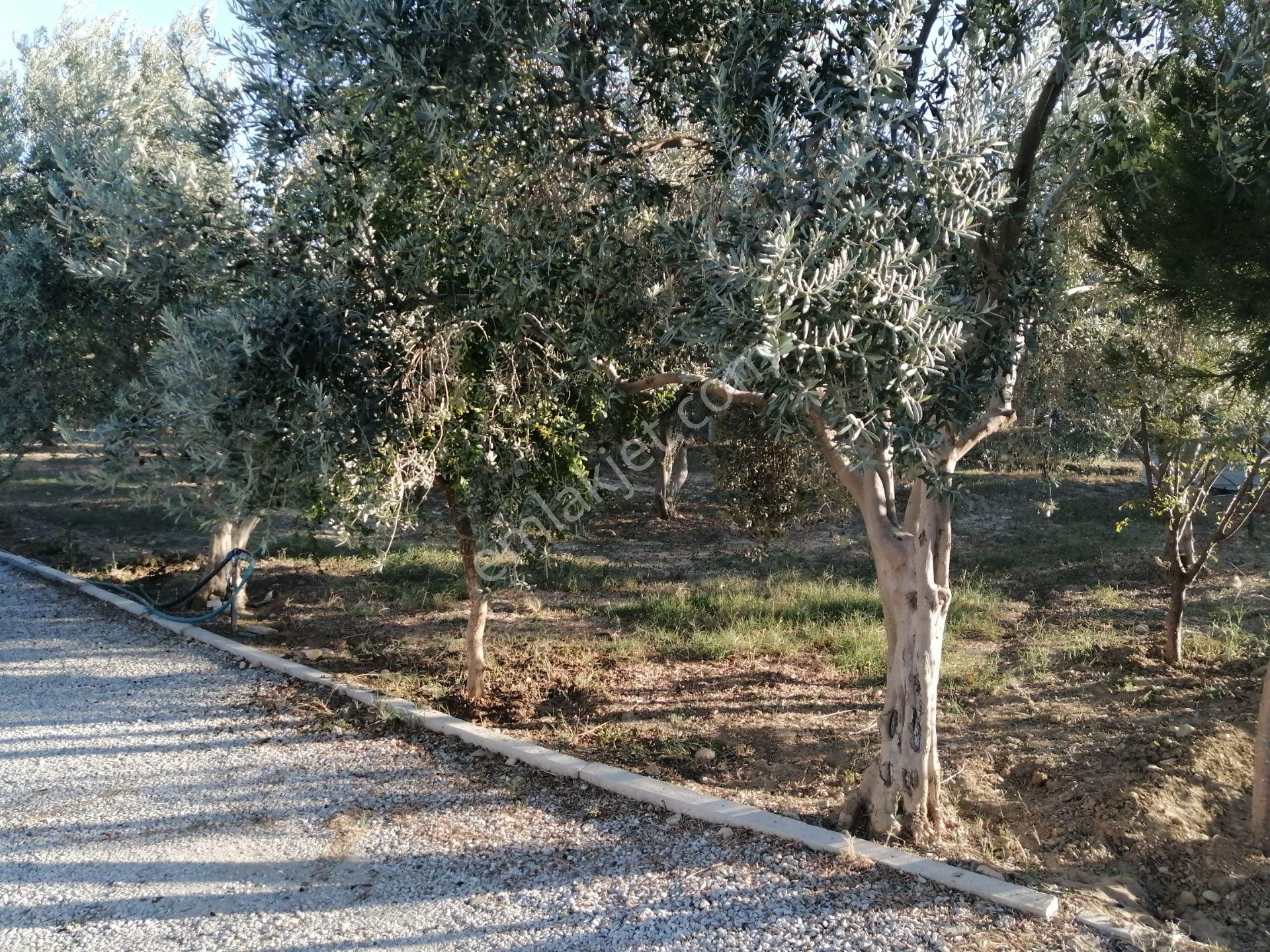 İzmir Torbalı Gold Emlaktan Satılık Harika Bahçeli Ev - Görsel 5