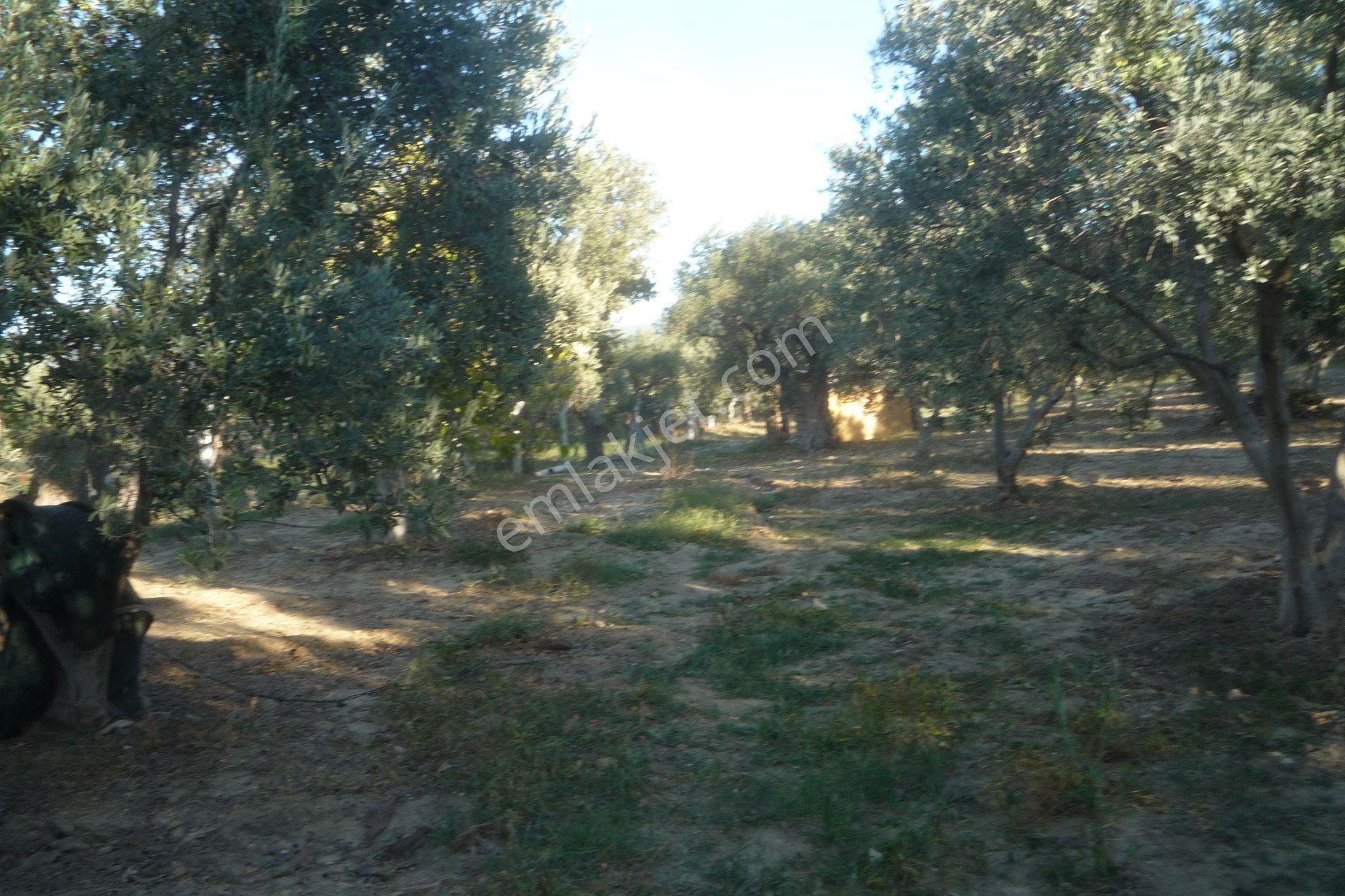 İzmir Torbalı Gold Emlaktan Satılık Harika Bahçeli Ev - Görsel 15
