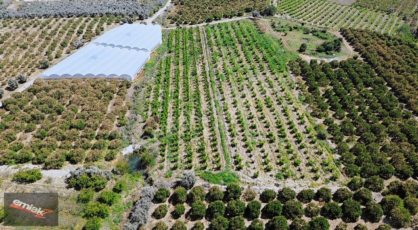 Bölgenin En Uygunu Otoban Bağlantsına 2 Km 7.660 M2 Şeftali Bah. - Görsel 4
