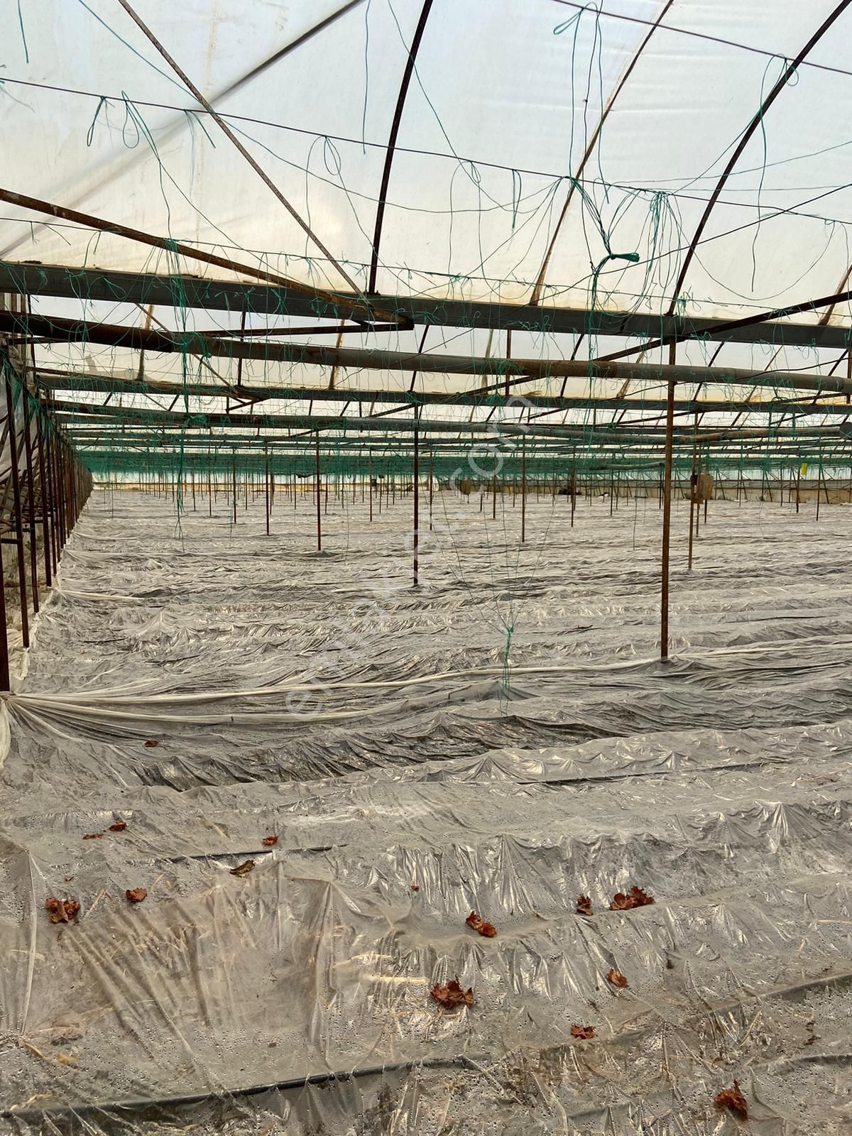 Ortaca Eskiköy De 5200 M2 Tarla İçinde Müstakil Ev Ve Sera Satılık - Görsel 3