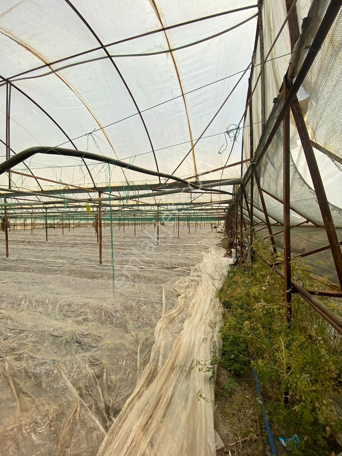 Ortaca Eskiköy De 5200 M2 Tarla İçinde Müstakil Ev Ve Sera Satılık - Görsel 2