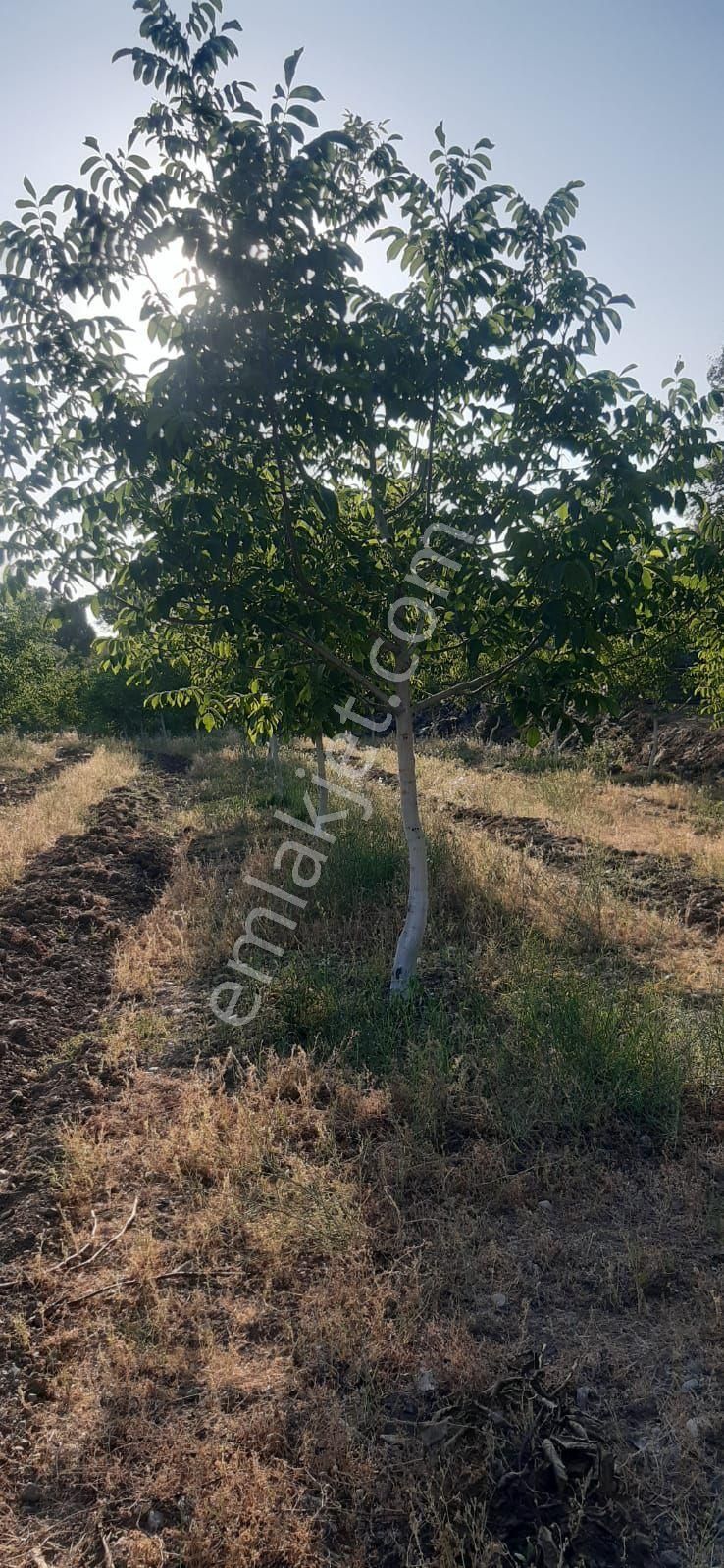 İhtiyaçtan Satılık Yatırımlık Tarla - Görsel 3