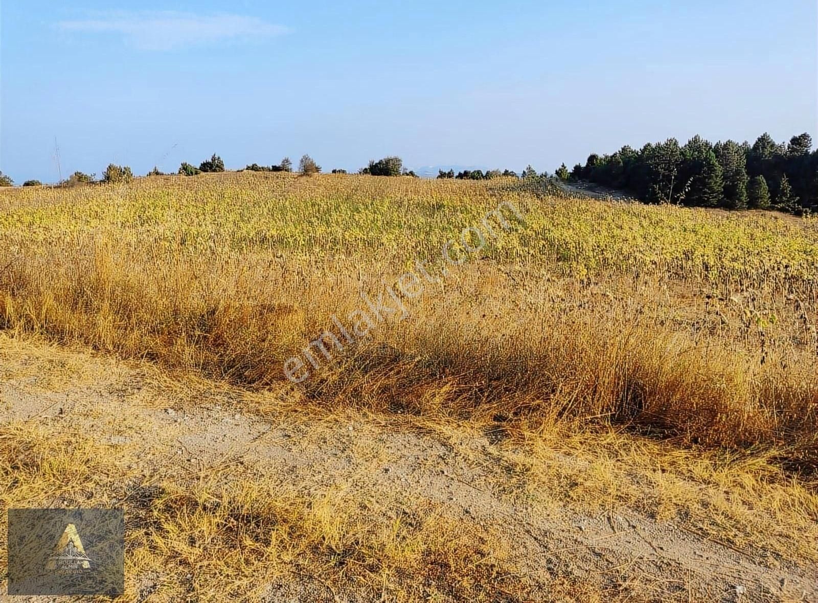 Yatırım Fırsatı 10.225 Metre Ceviz Bahçesi Yapılacak Konumda