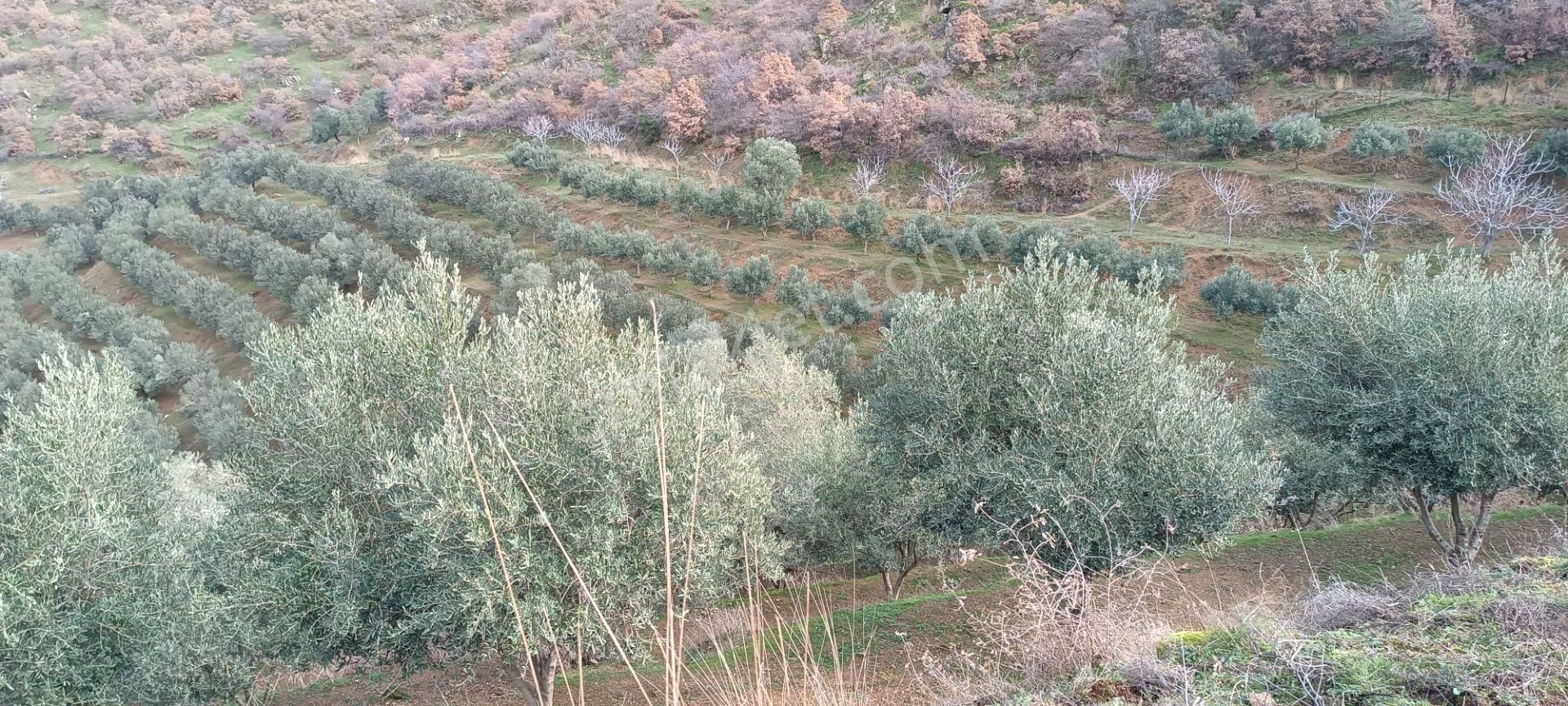 İzmir 1000 Zeytin Ağaçlı 23125 M2 Tarla Satılıktır - Görsel 12