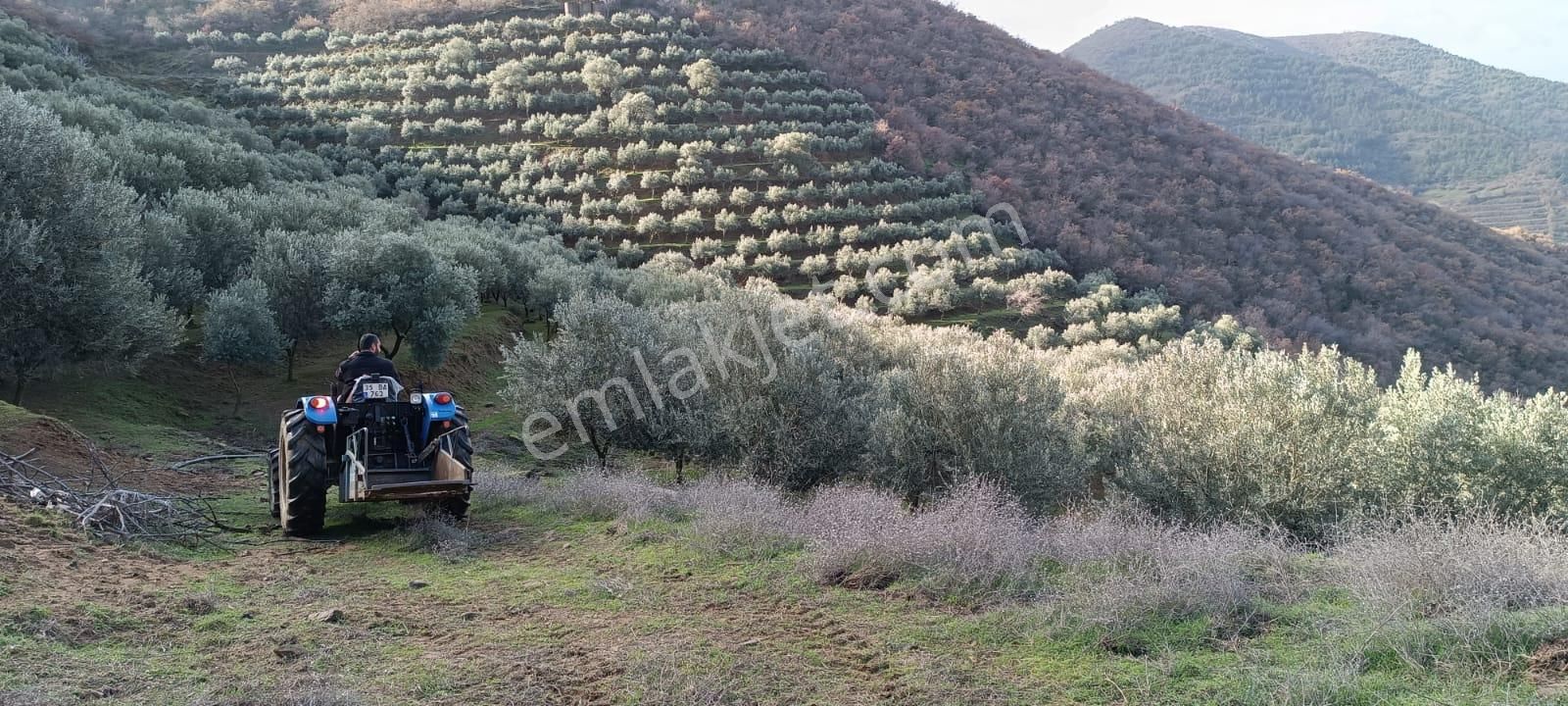İzmir 1000 Zeytin Ağaçlı 23125 M2 Tarla Satılıktır - Görsel 2