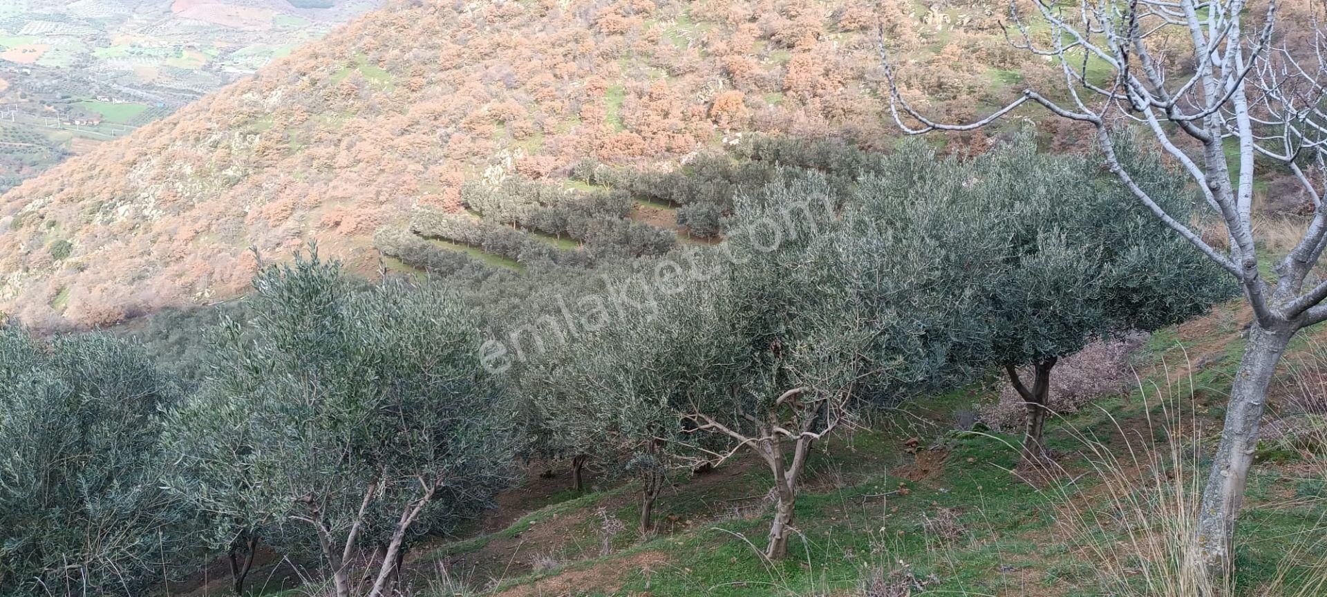 İzmir 1000 Zeytin Ağaçlı 23125 M2 Tarla Satılıktır - Görsel 13