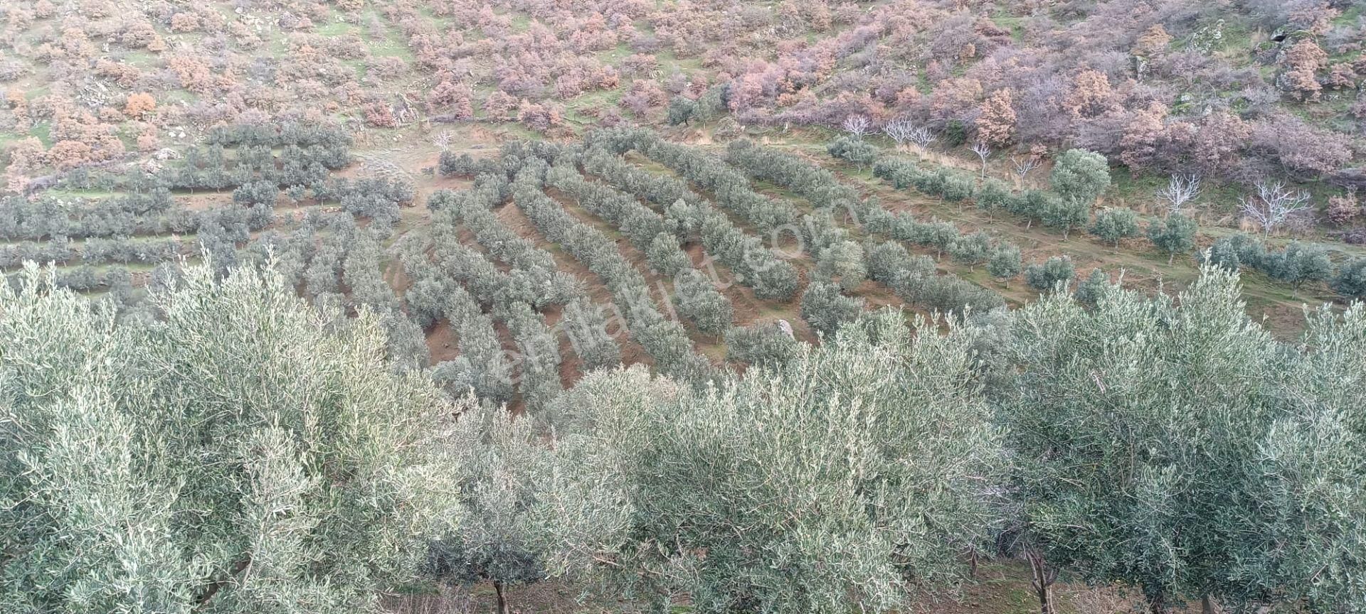 İzmir 1000 Zeytin Ağaçlı 23125 M2 Tarla Satılıktır - Görsel 11