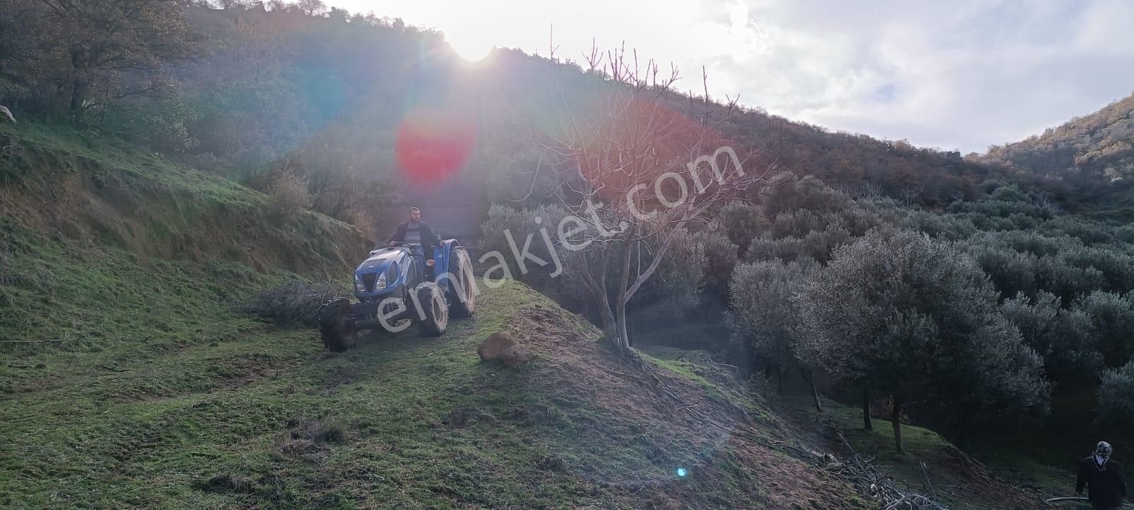 İzmir 1000 Zeytin Ağaçlı 23125 M2 Tarla Satılıktır - Görsel 3